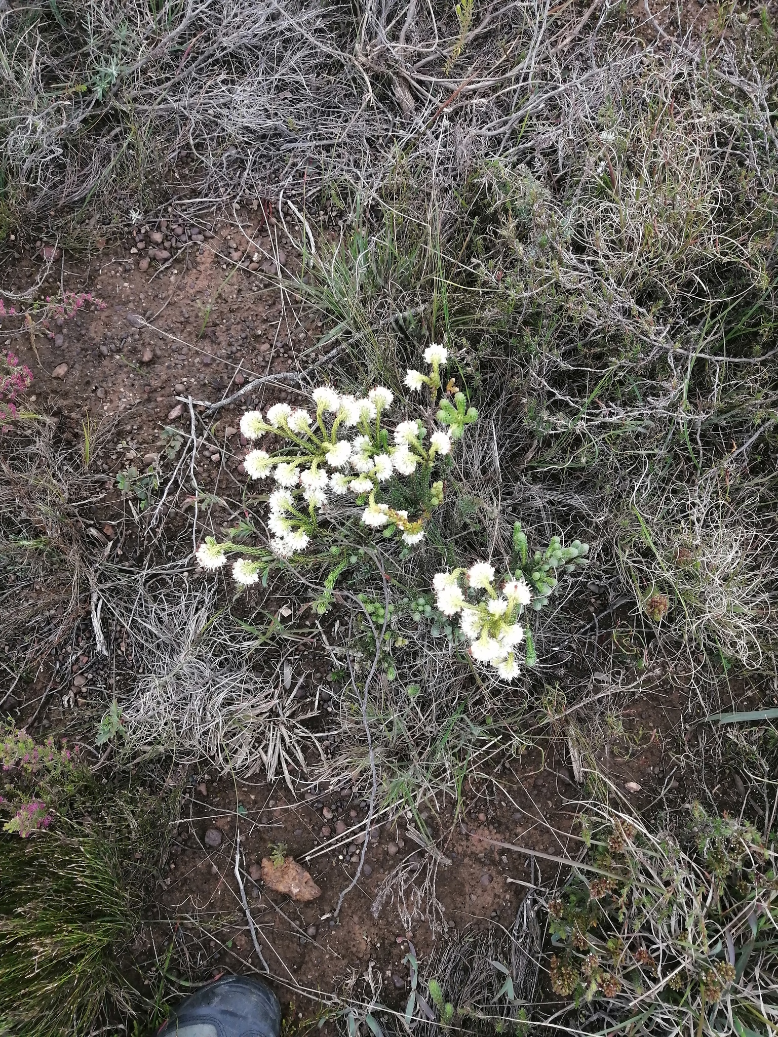 Erica bruniifolia