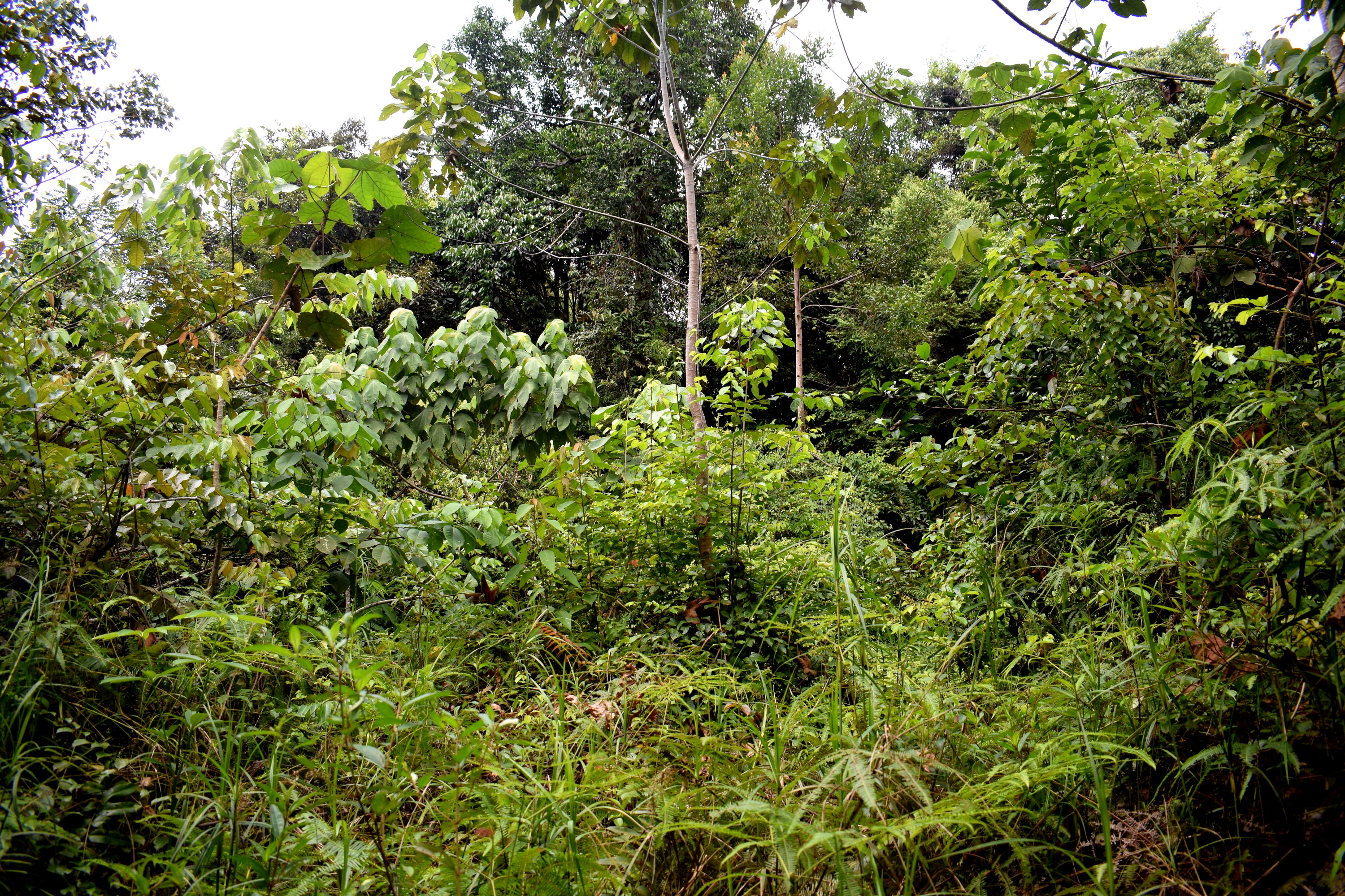 Hutan sekunder