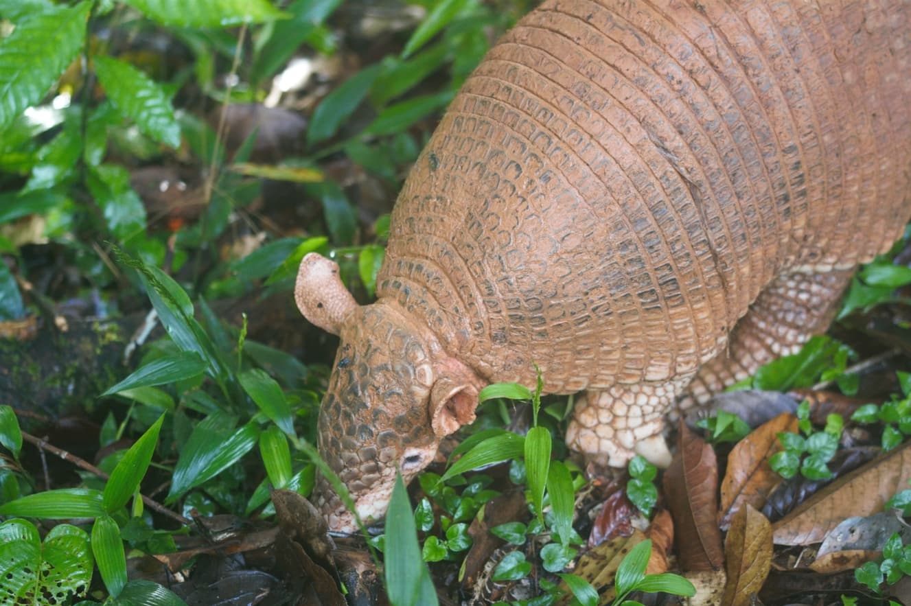 Armadilo raksasa