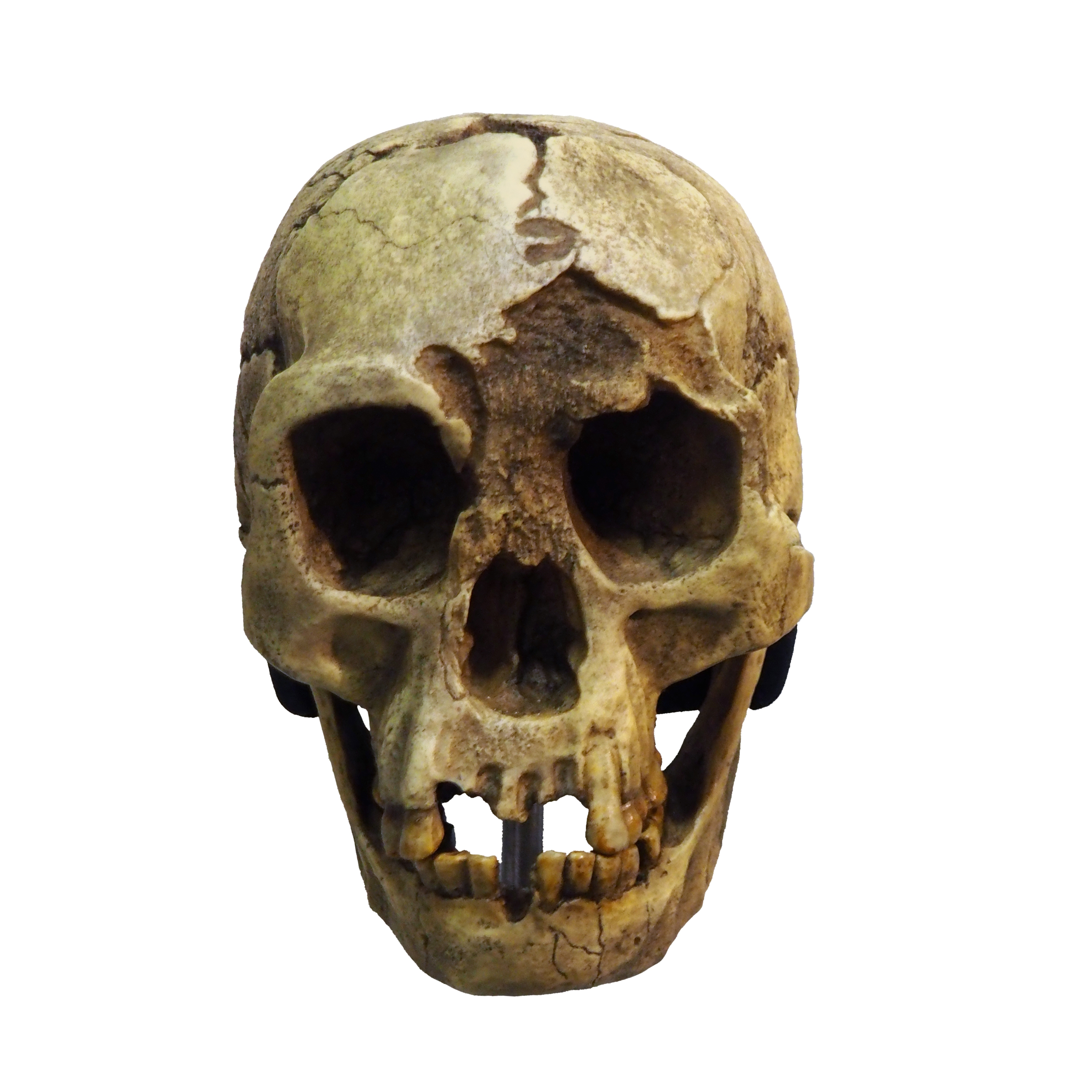 Homo floresiensis