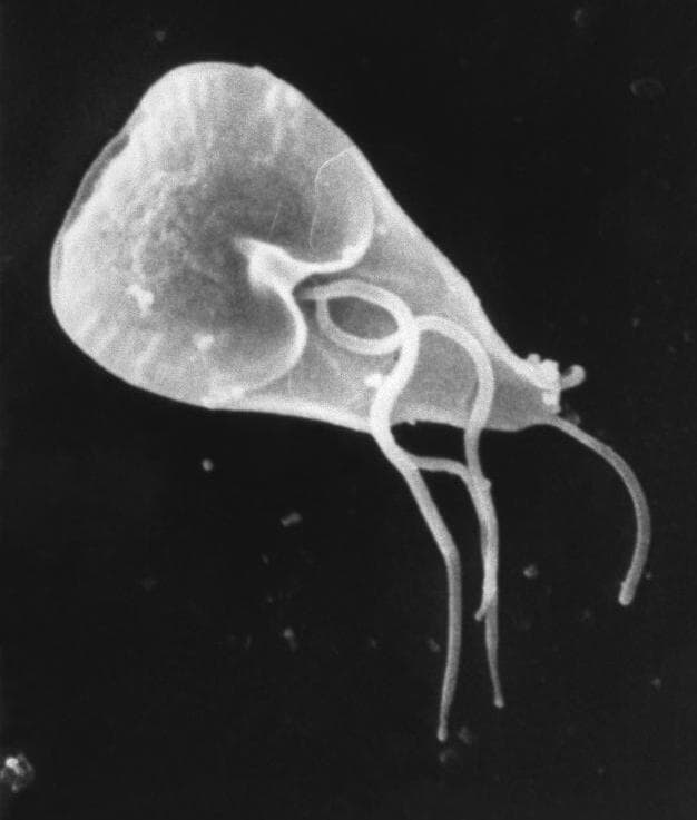Giardia