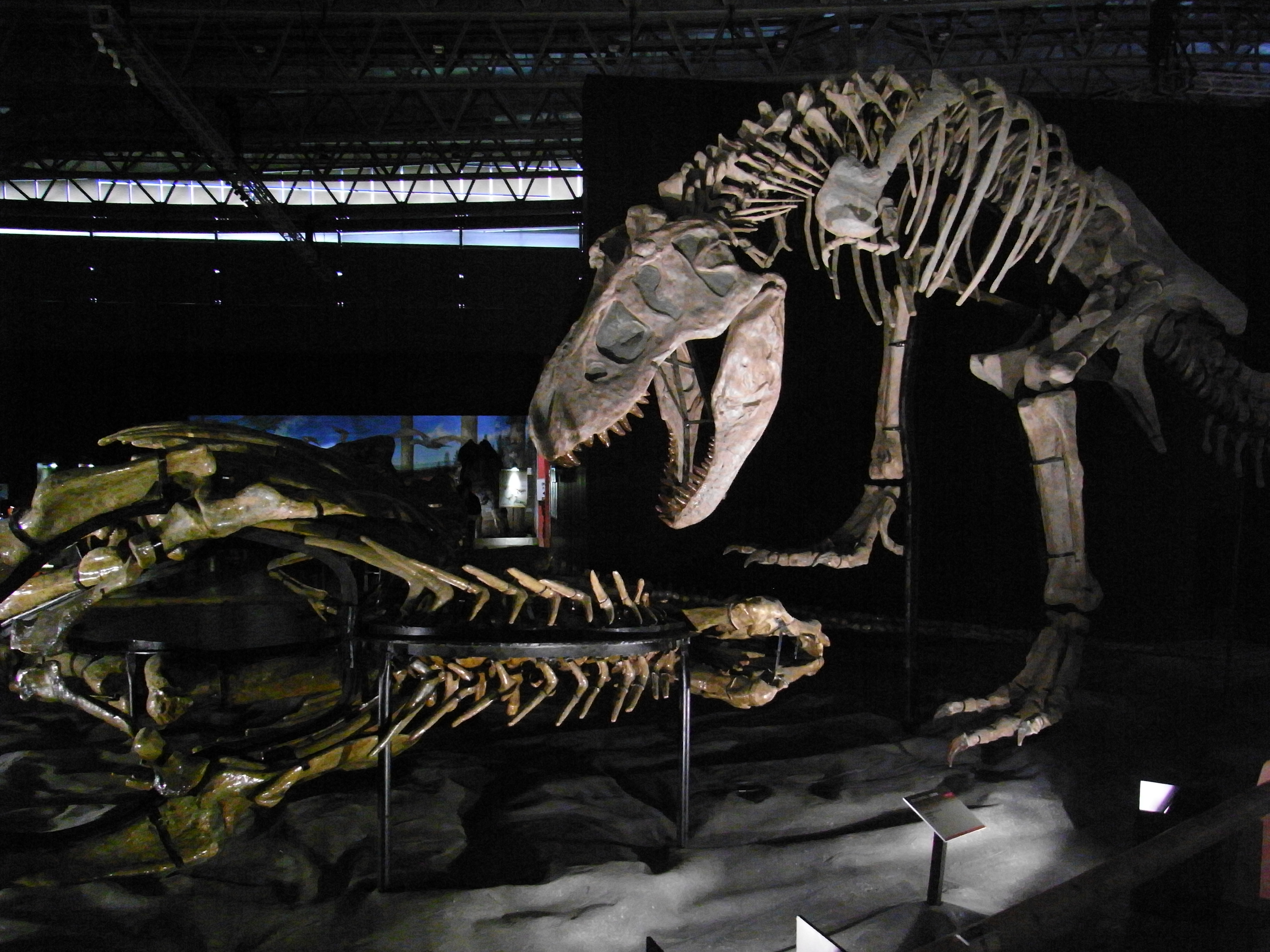Zhuchengtyrannus