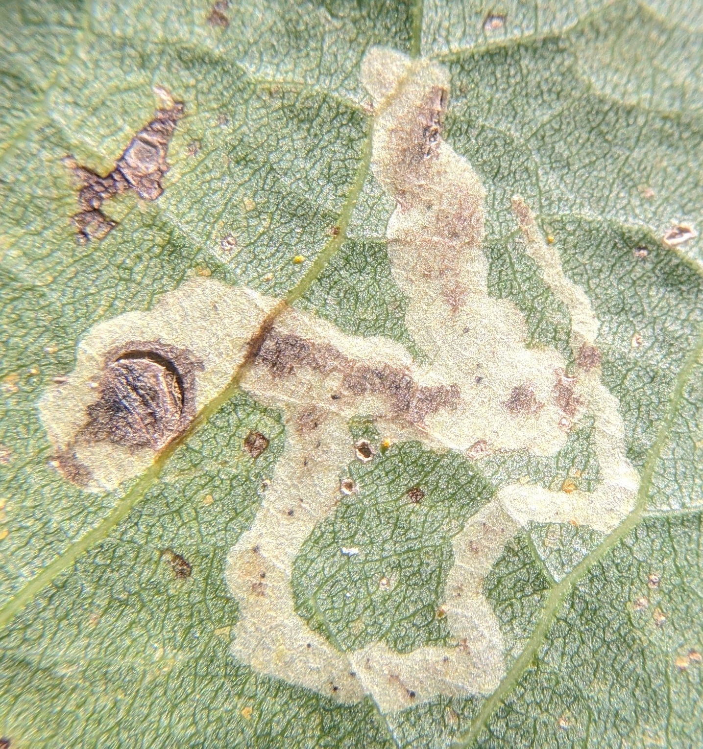 Aulagromyza populicola