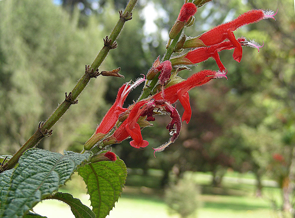 Salvia rufula