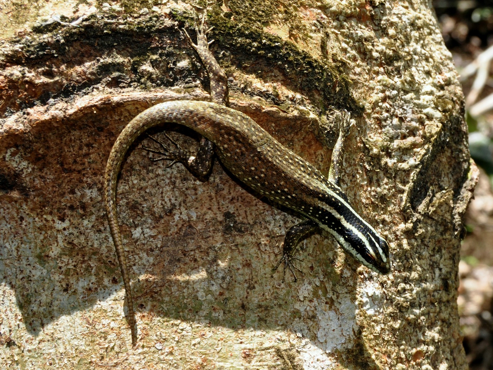 Kadal pohon kalimantan