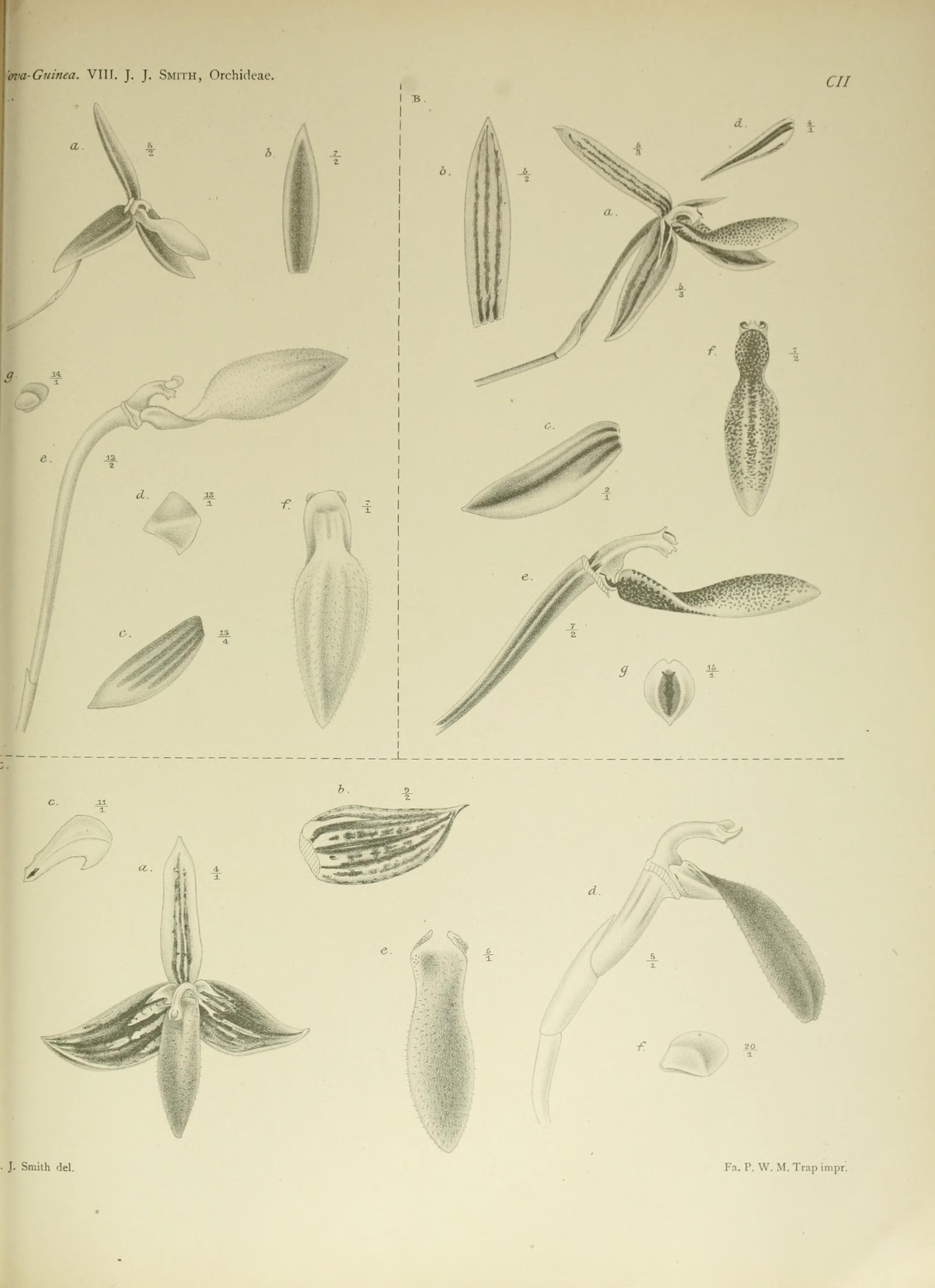 Bulbophyllum cruciatum