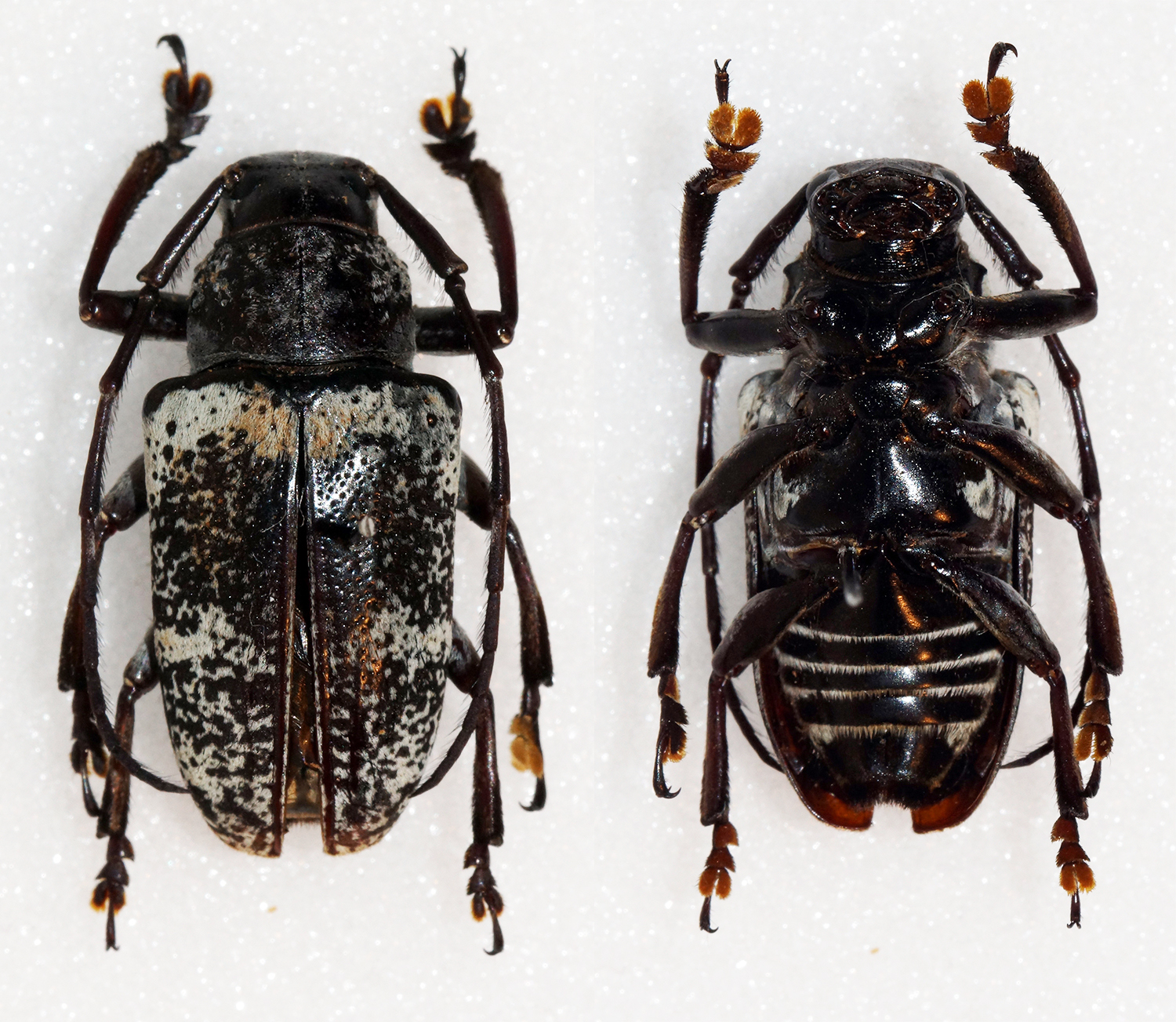 Choeromorpha sulphurea