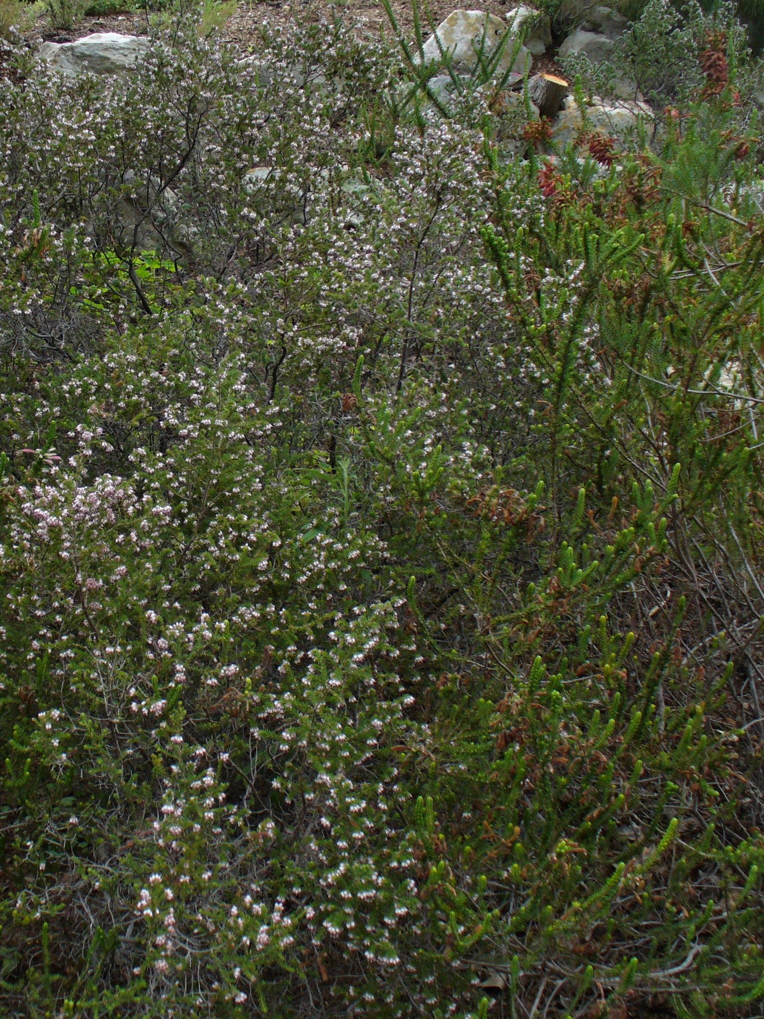 Erica insolitanthera