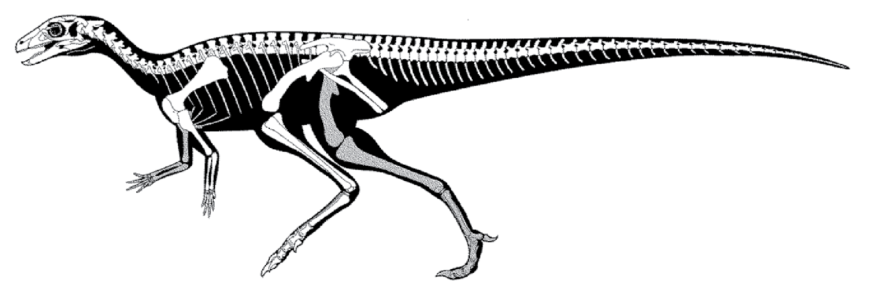 Laquintasaura