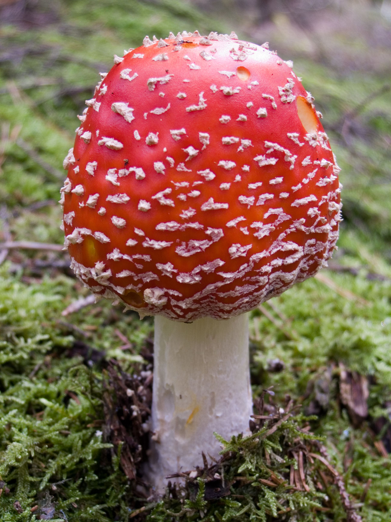 Amanita