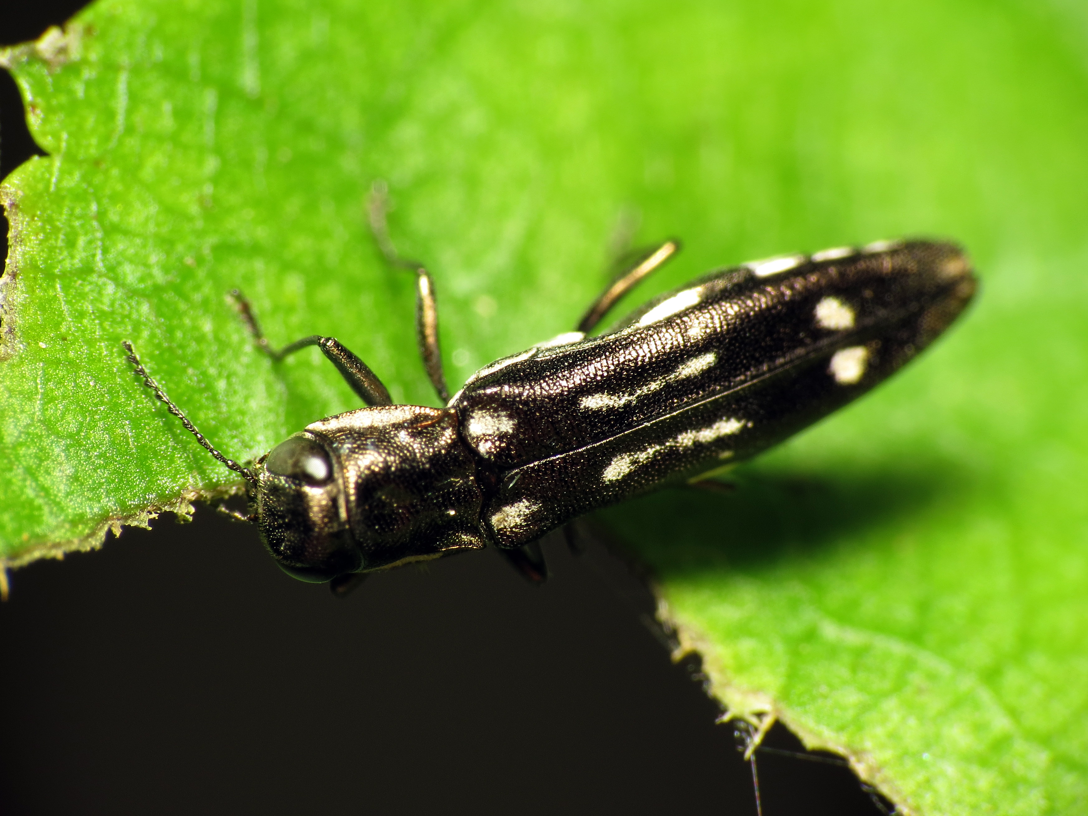 Agrilus obsoletoguttatus