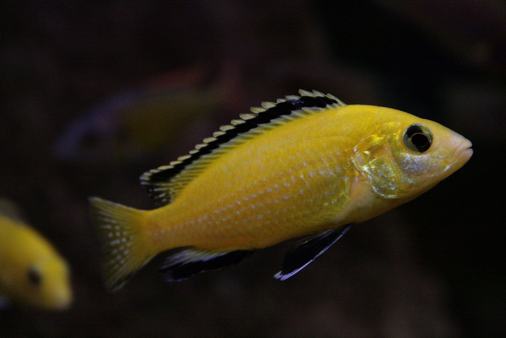 Ikan lemon