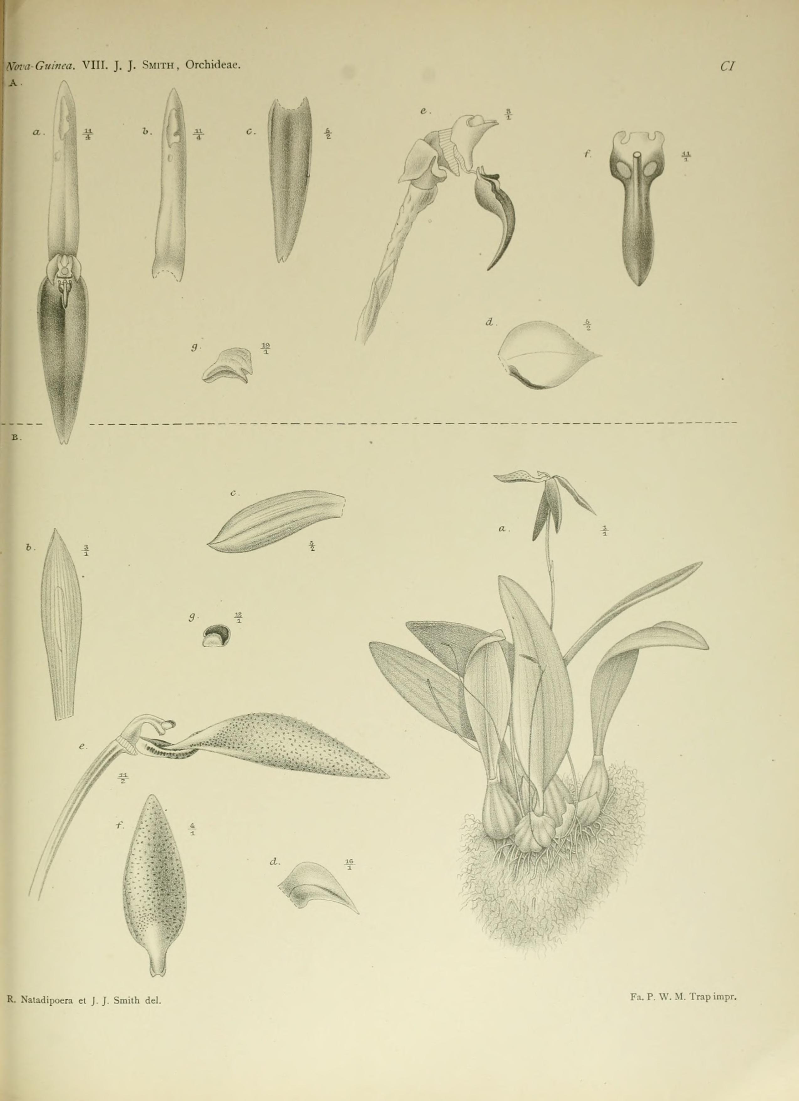 Bulbophyllum stabile