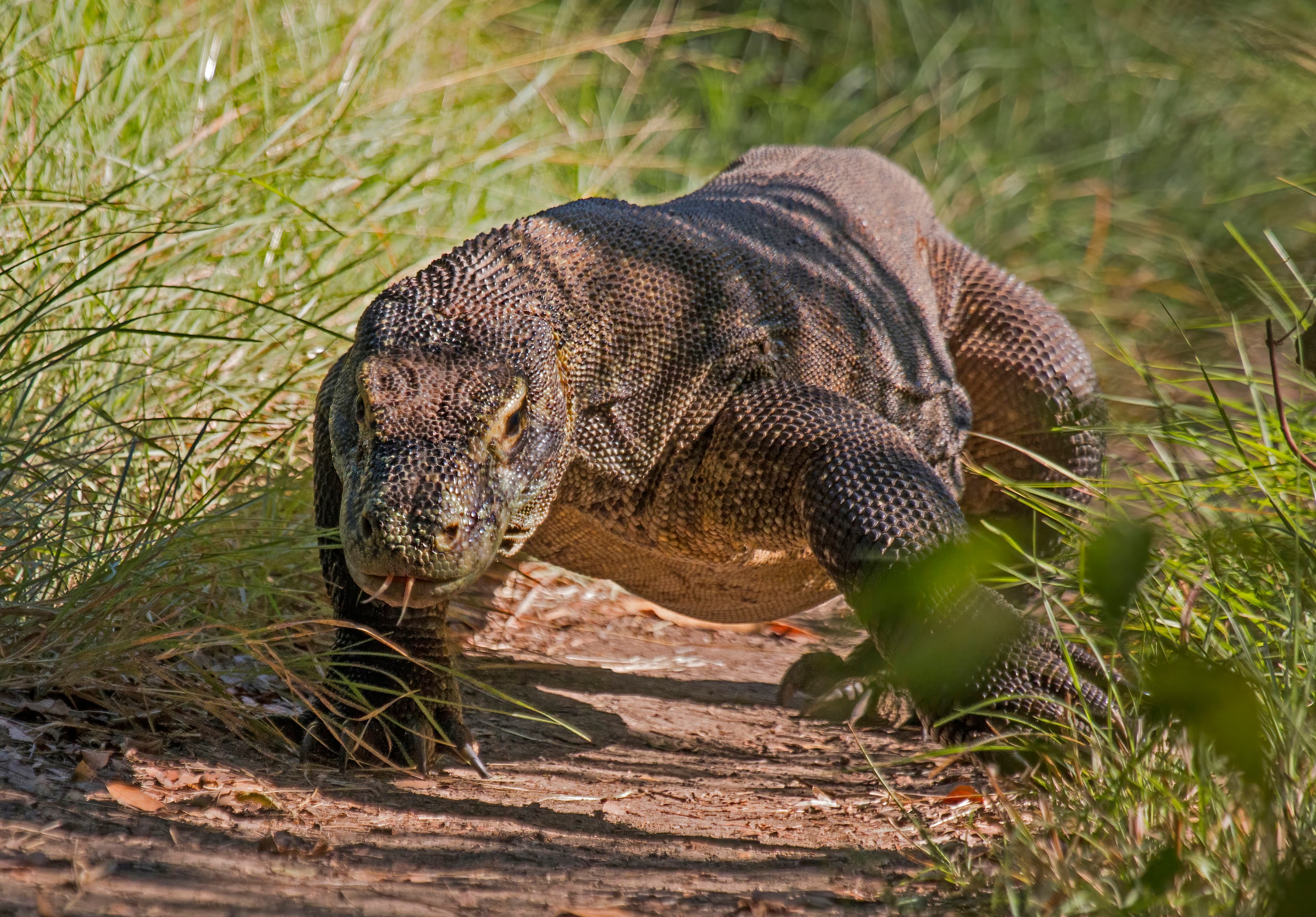 Komodo