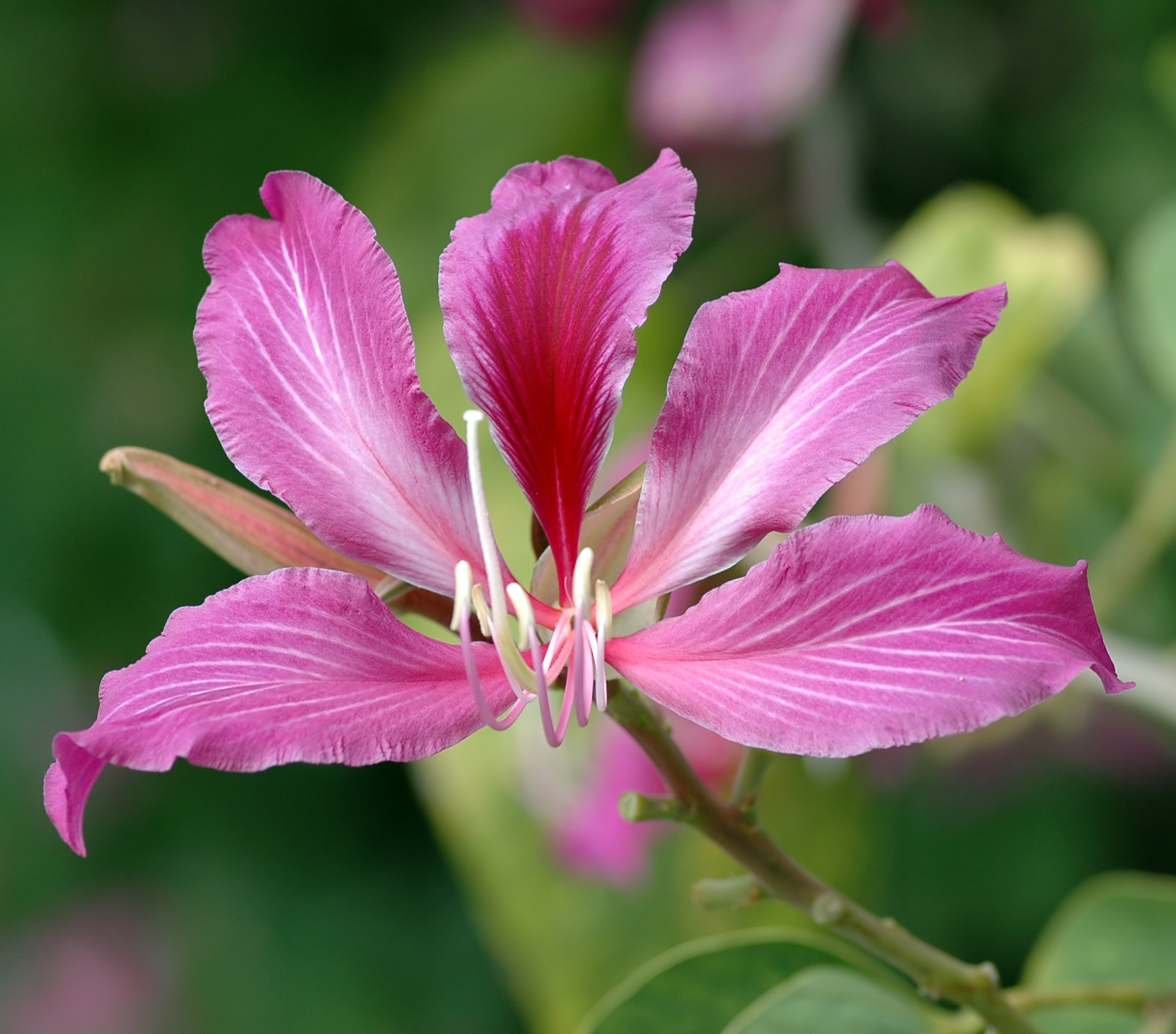 Bauhinia blakeana