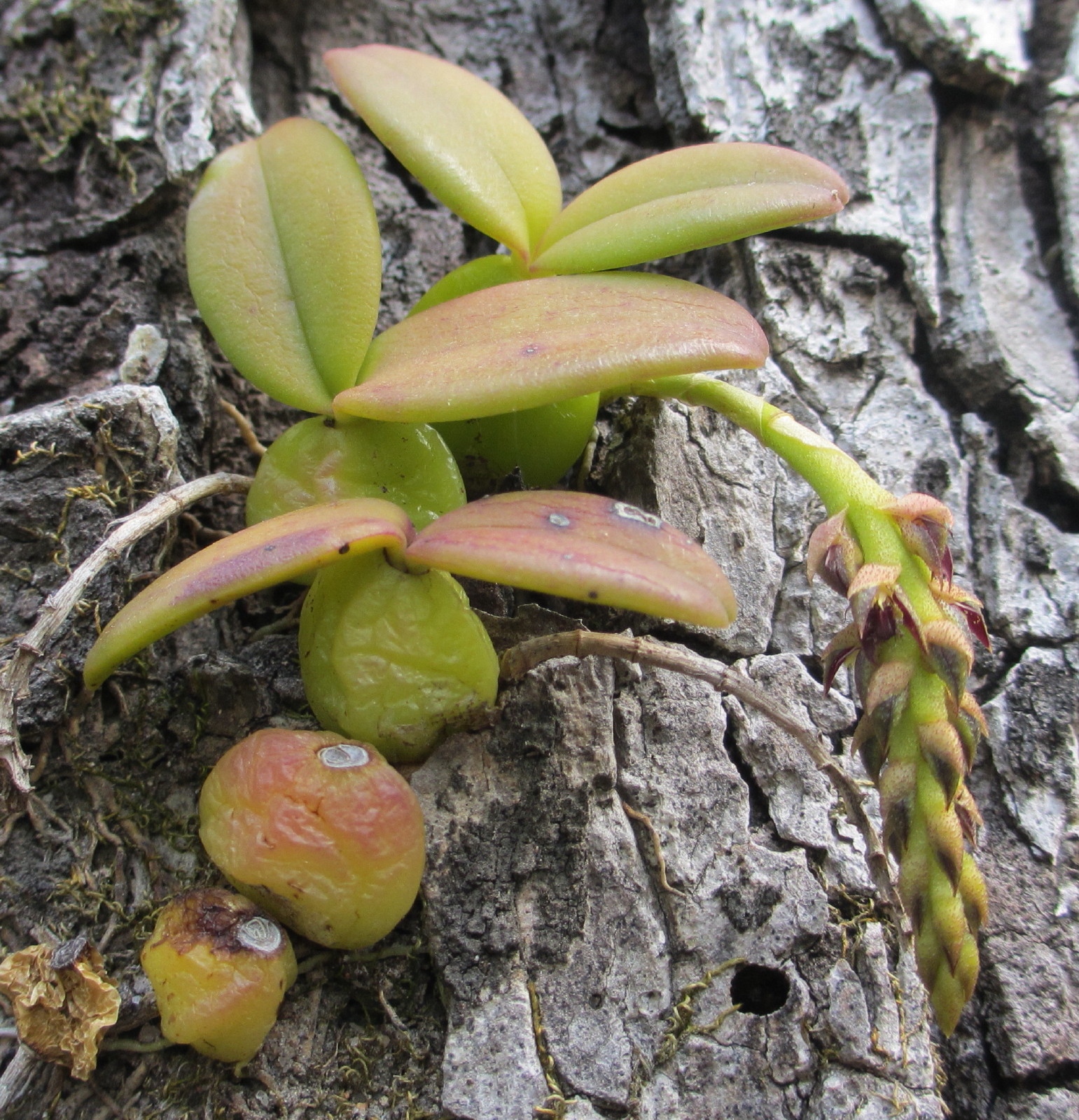 Bulbophyllum elliottii