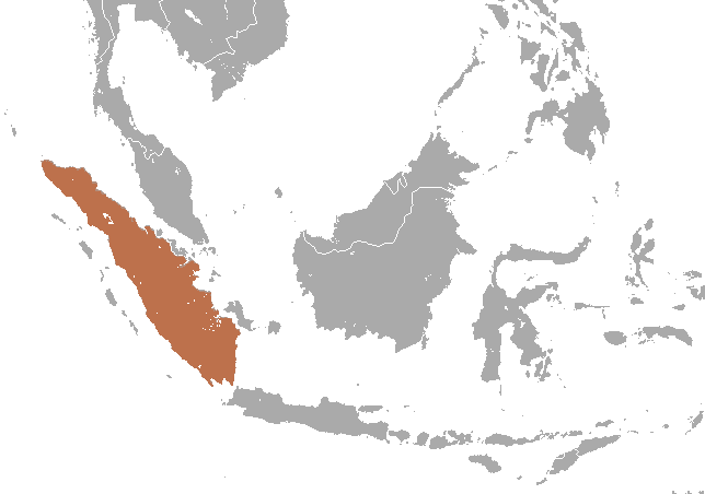 Kelelawar buah dayak brooks