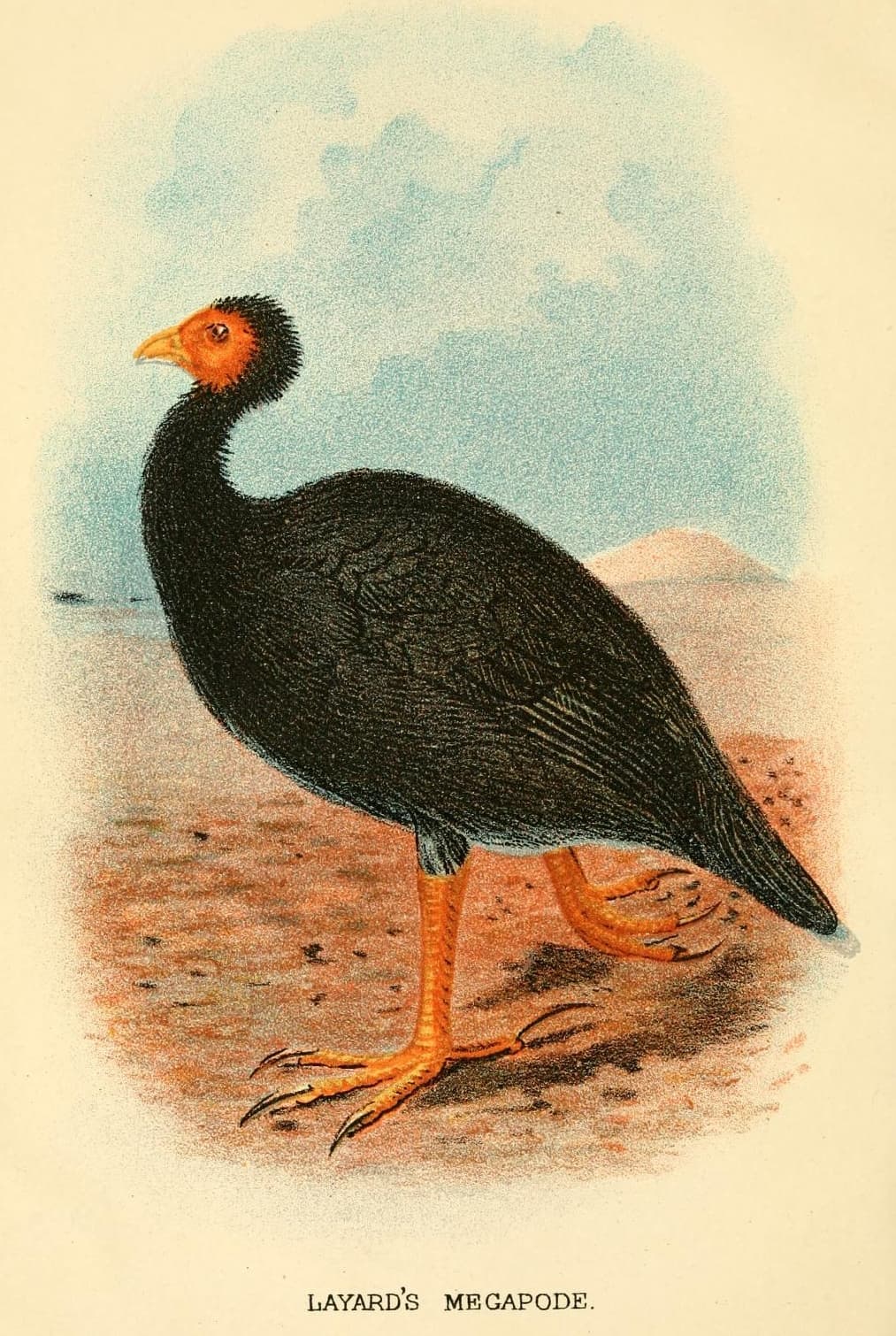 Megapoda Vanuatu