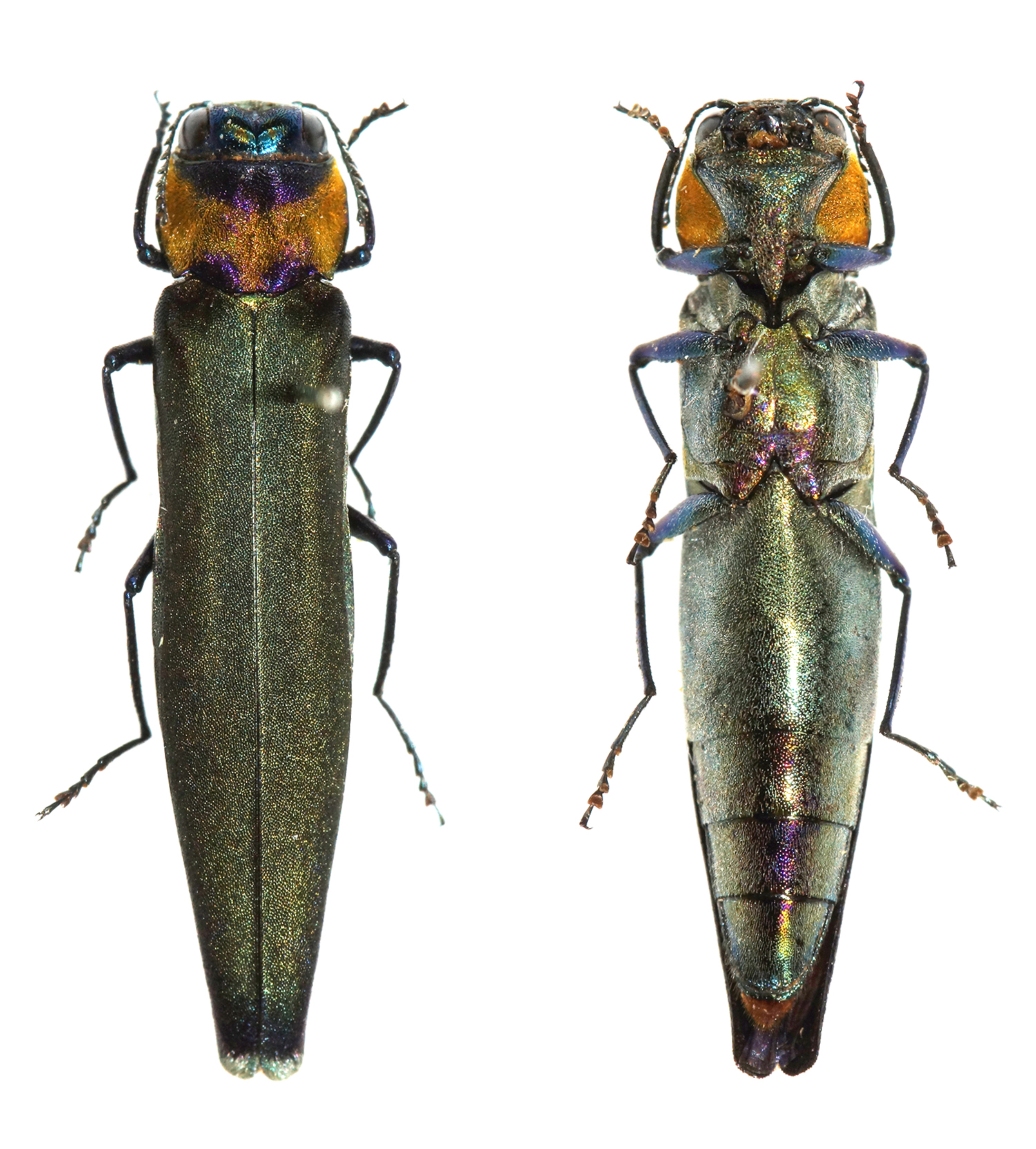 Agrilus lubopetri