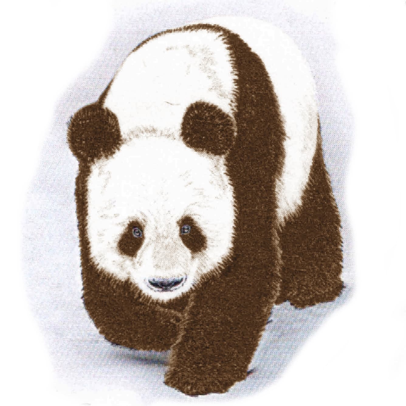 Panda qinling