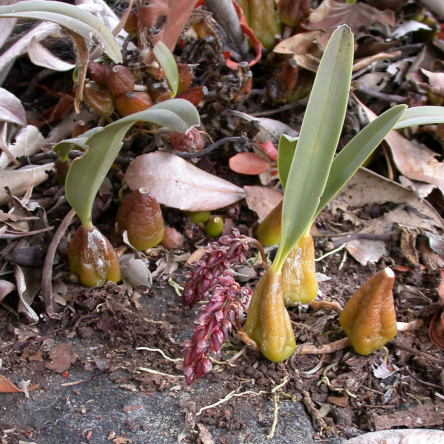 Bulbophyllum tridentatum