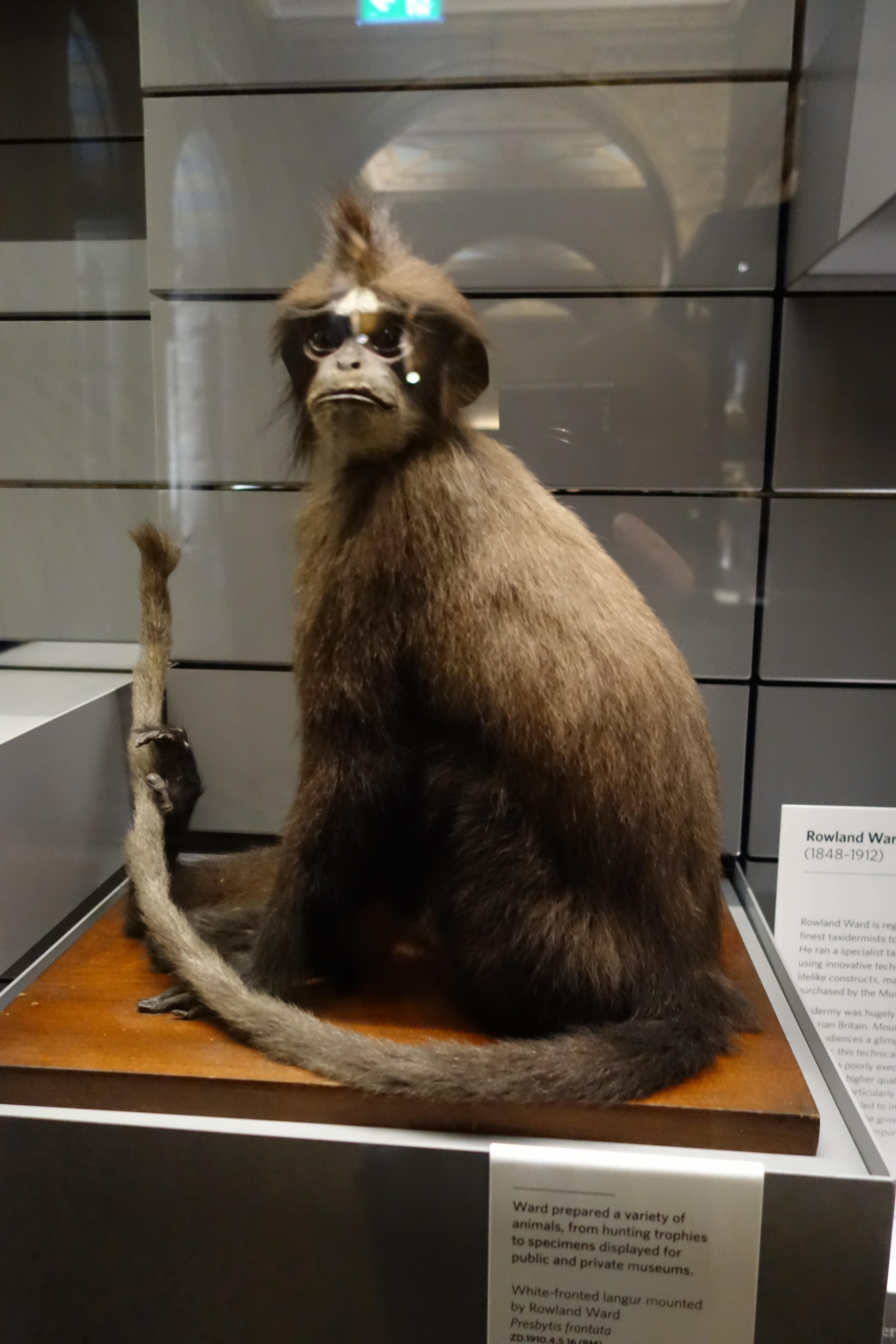 Lutung jirangan