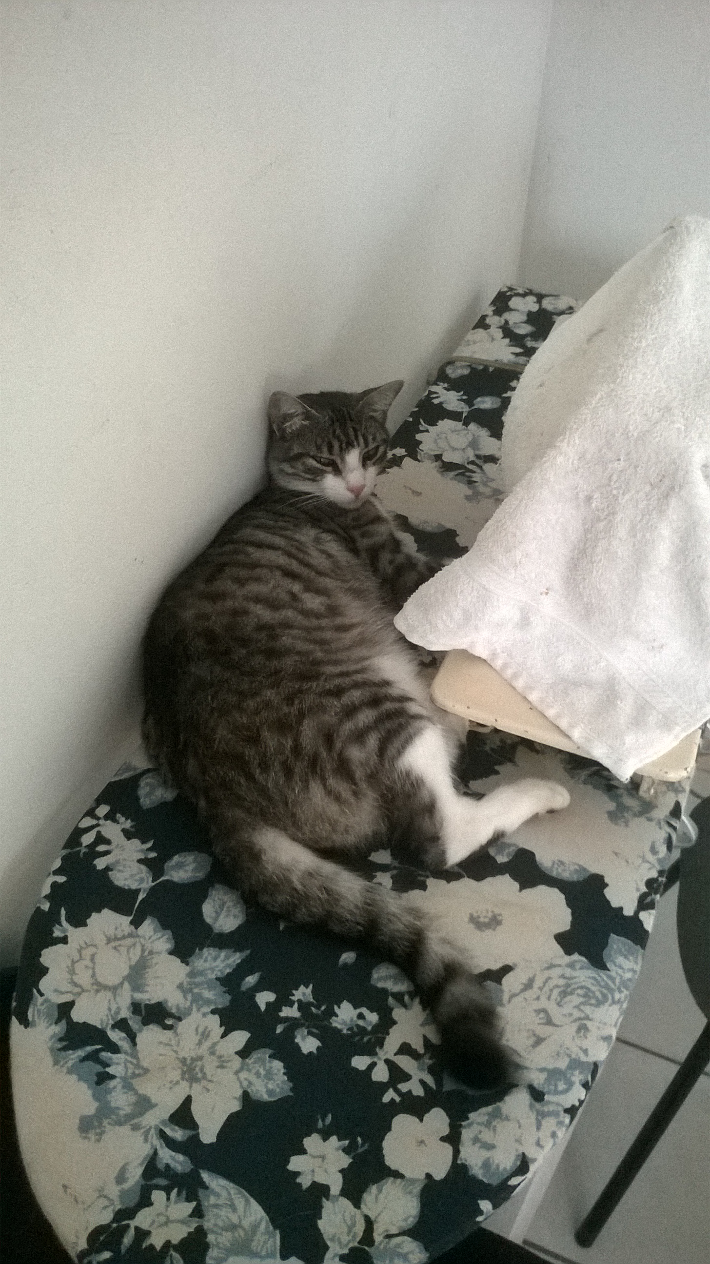 Kucing bulu pendek Brasil