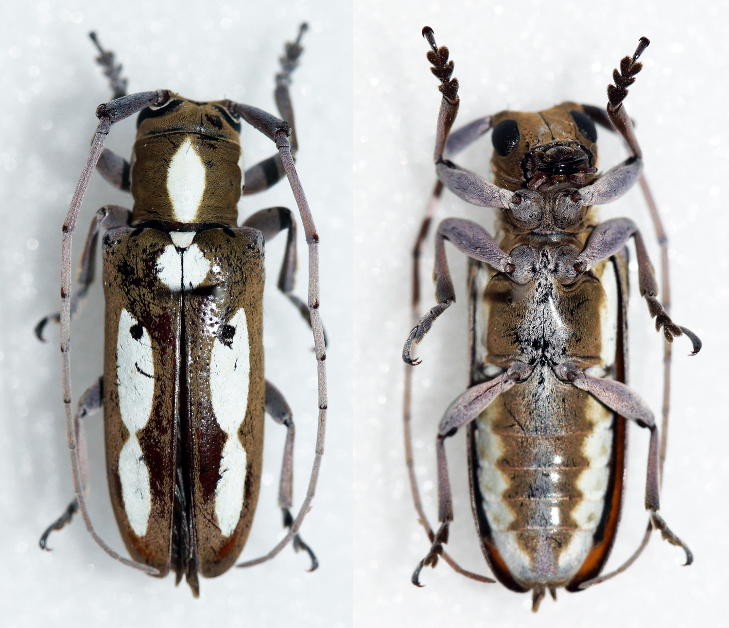 Prosopocera paykullii