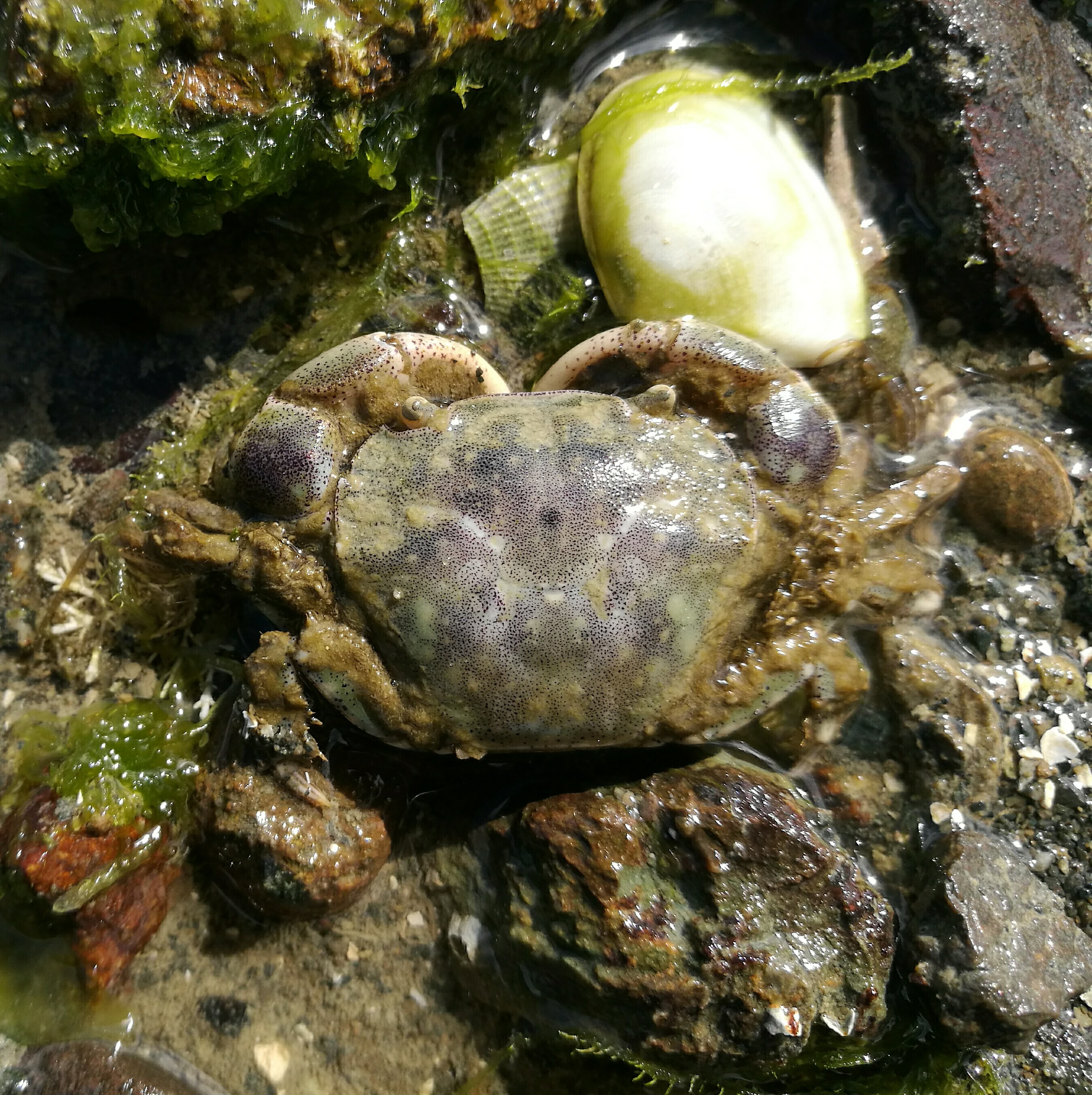 Hemigrapsus crenulatus