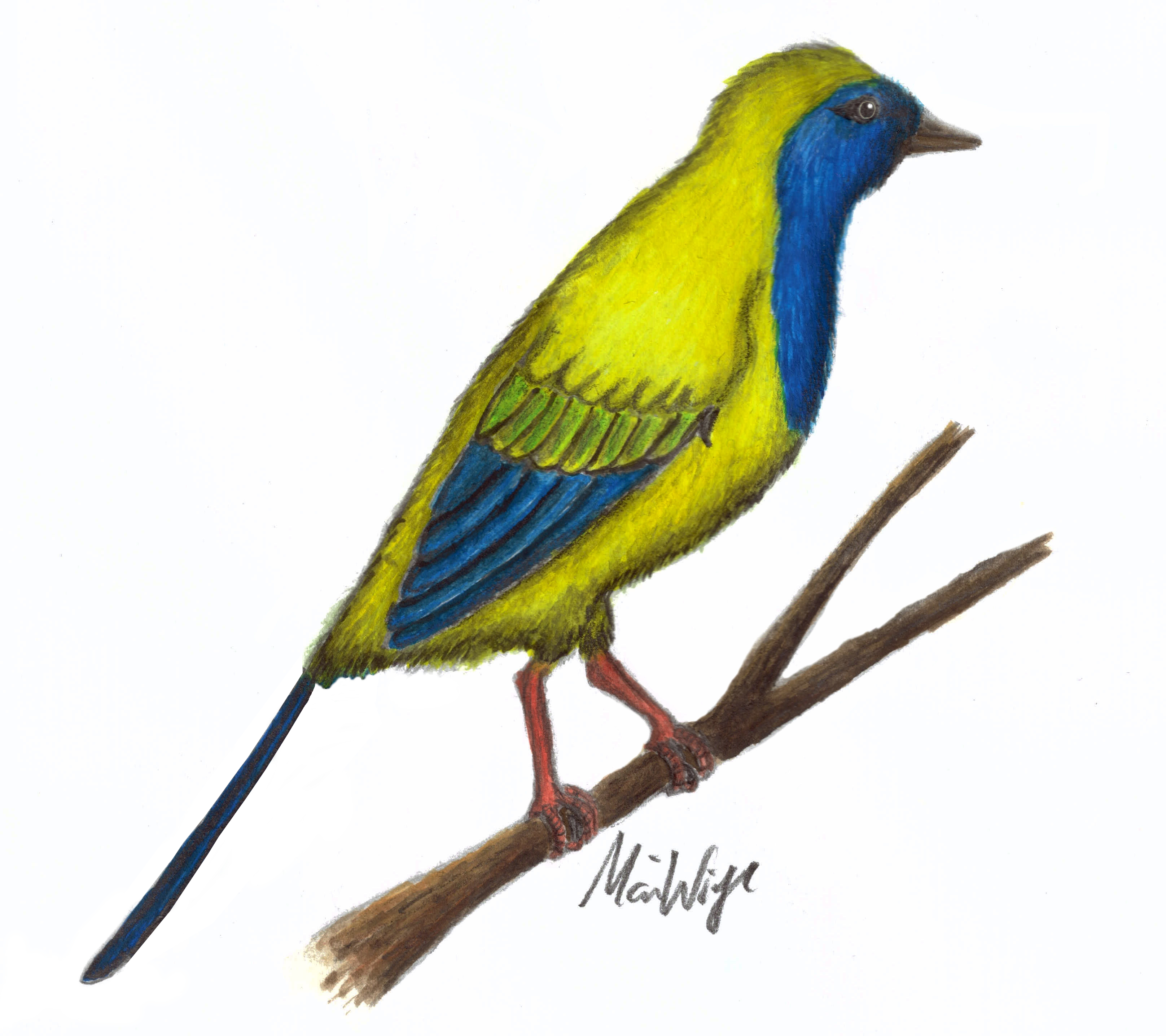 Liaoxiornis