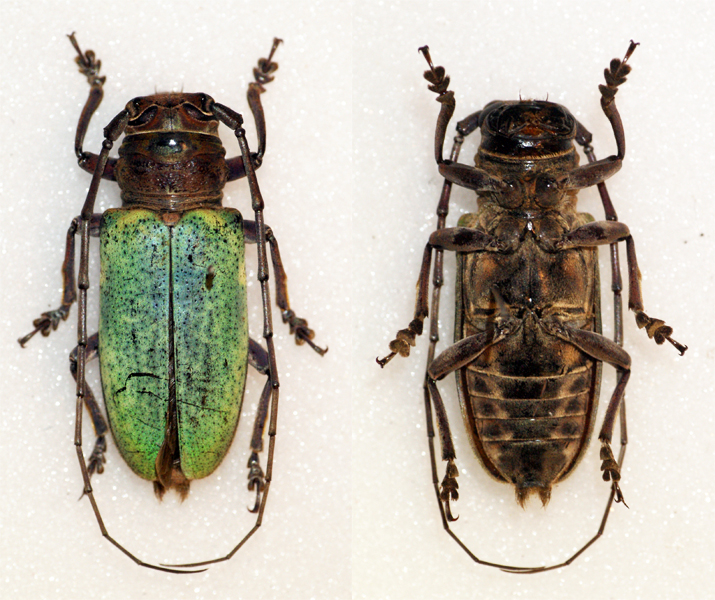 Prosopocera itzingeri