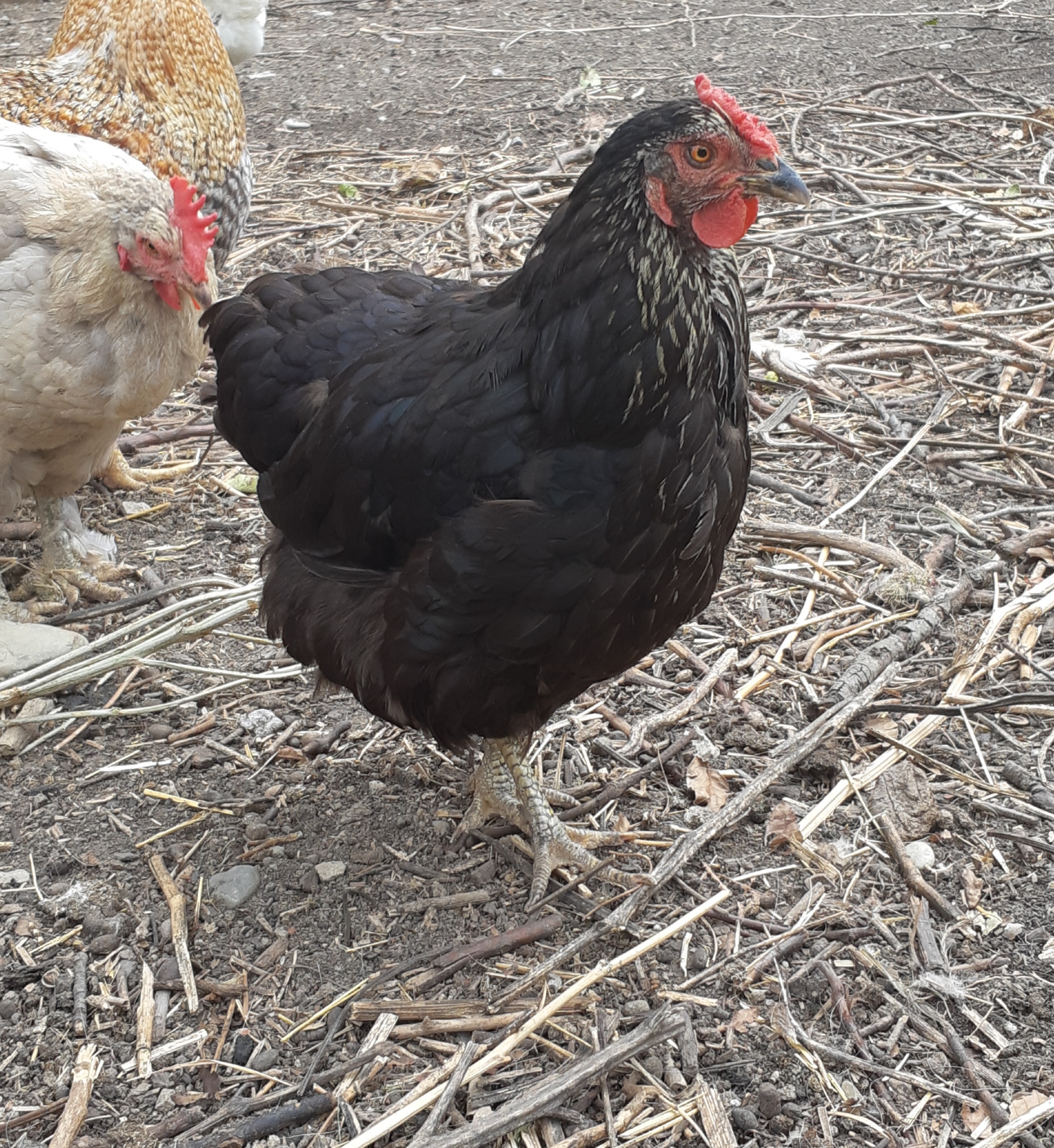 Kanibalisme pada unggas