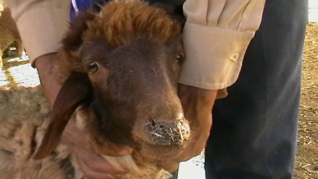 Sampar ruminansia kecil