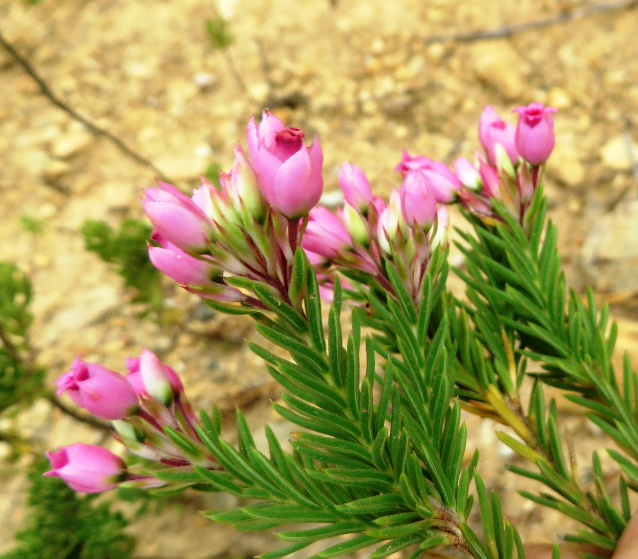 Erica taxifolia