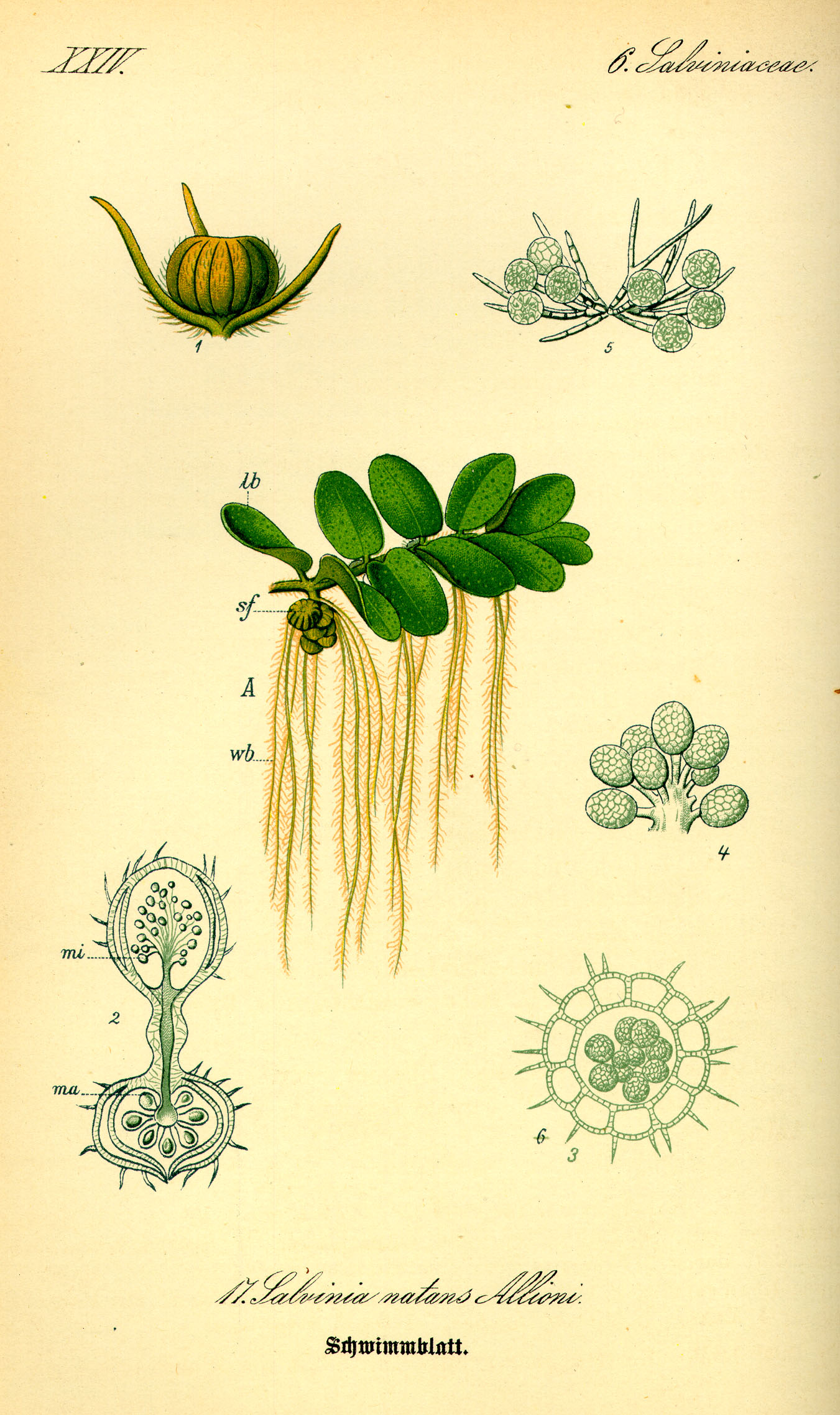 Salviniaceae