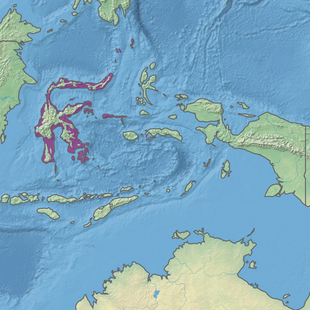 Hutan hujan dataran rendah Sulawesi