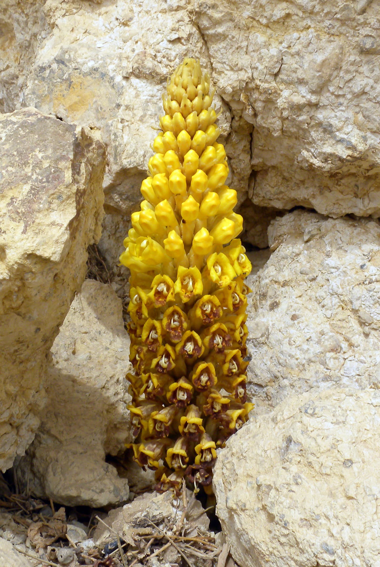 Orobanchaceae