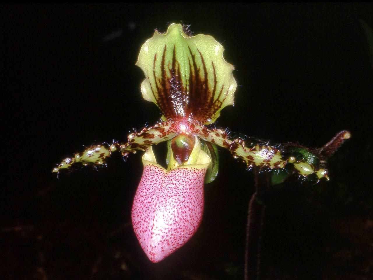 Paphiopedilum victoria-regina