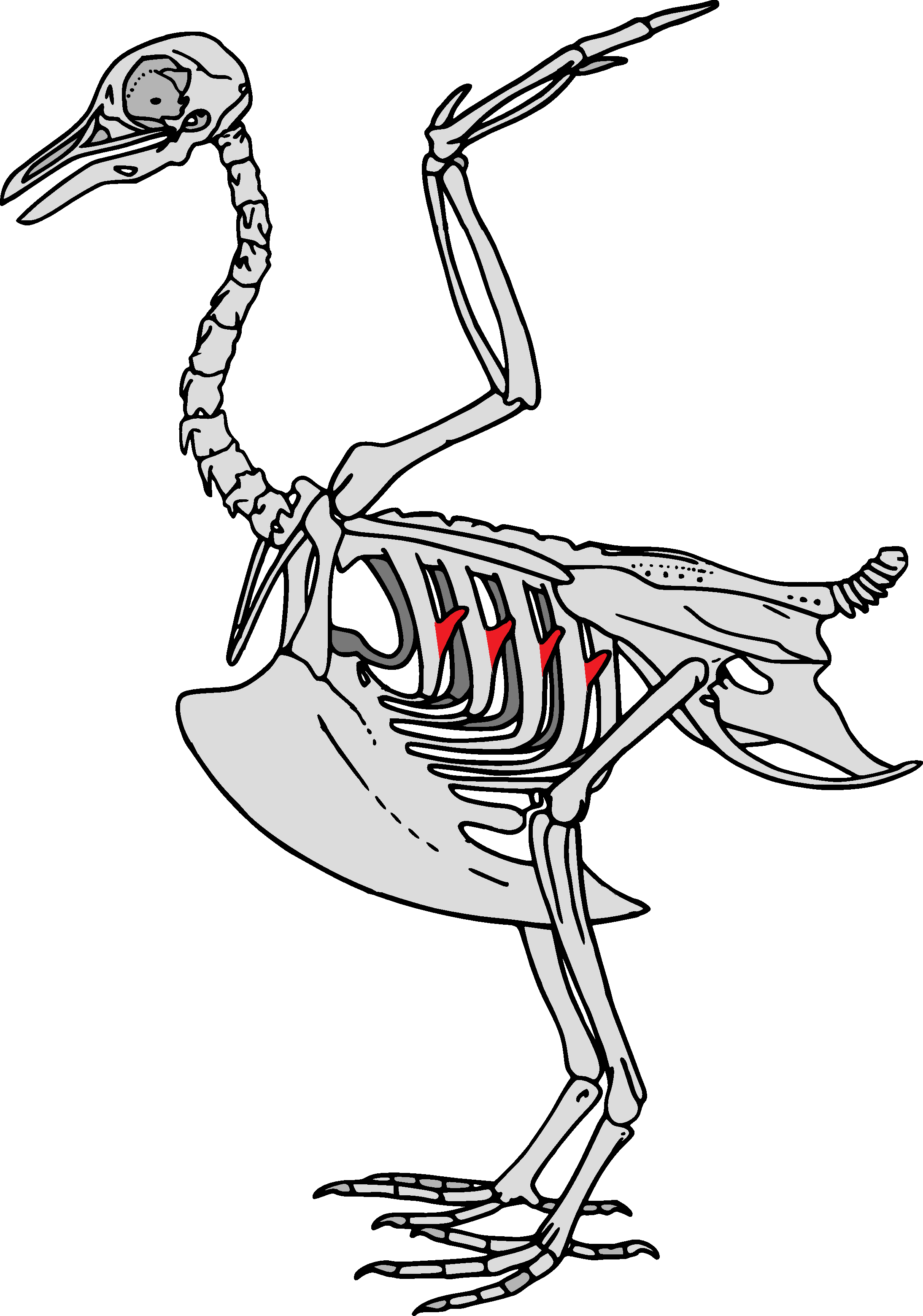 Bengkokan tulang rusuk