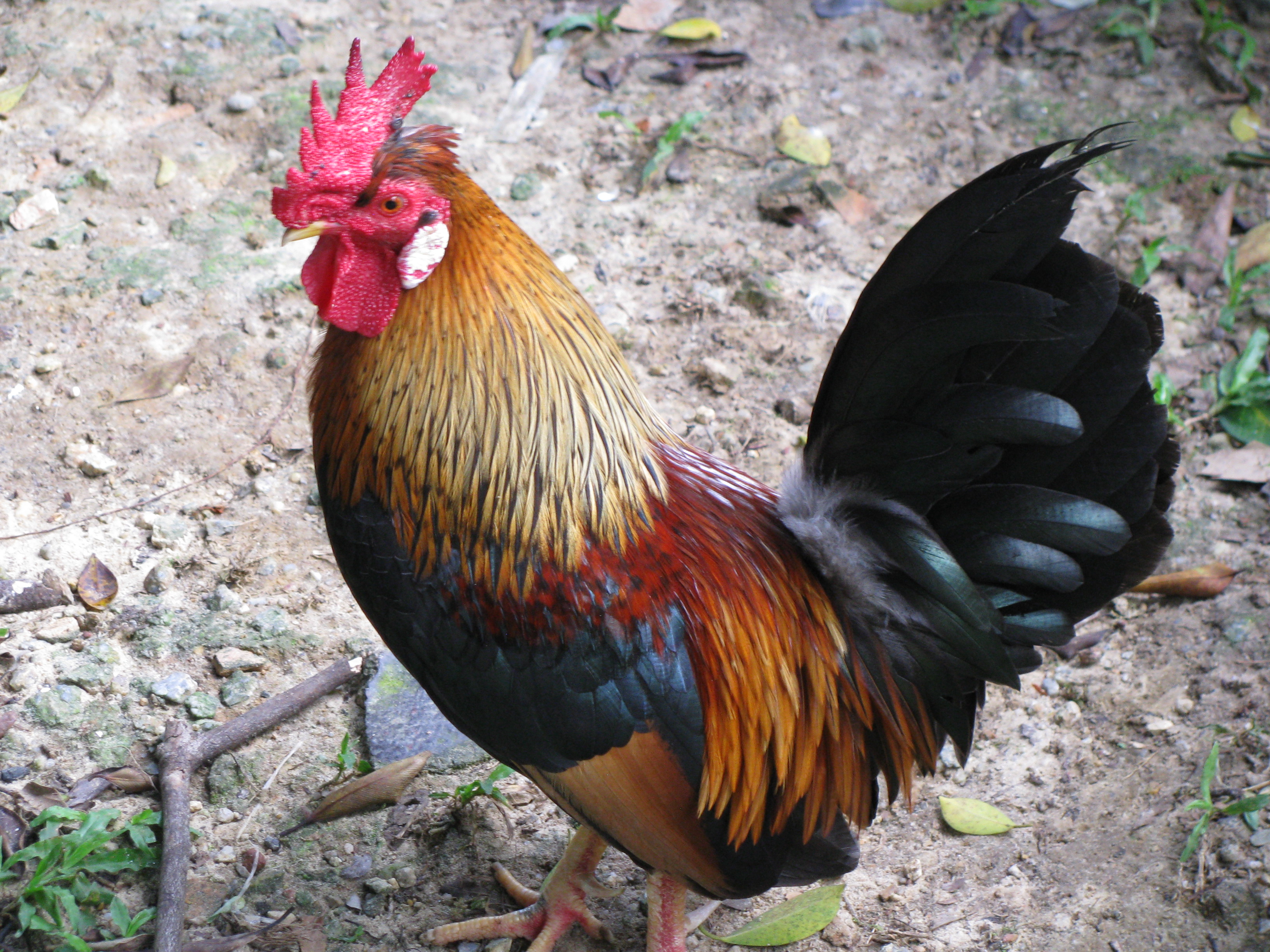 Ayam hutan merah