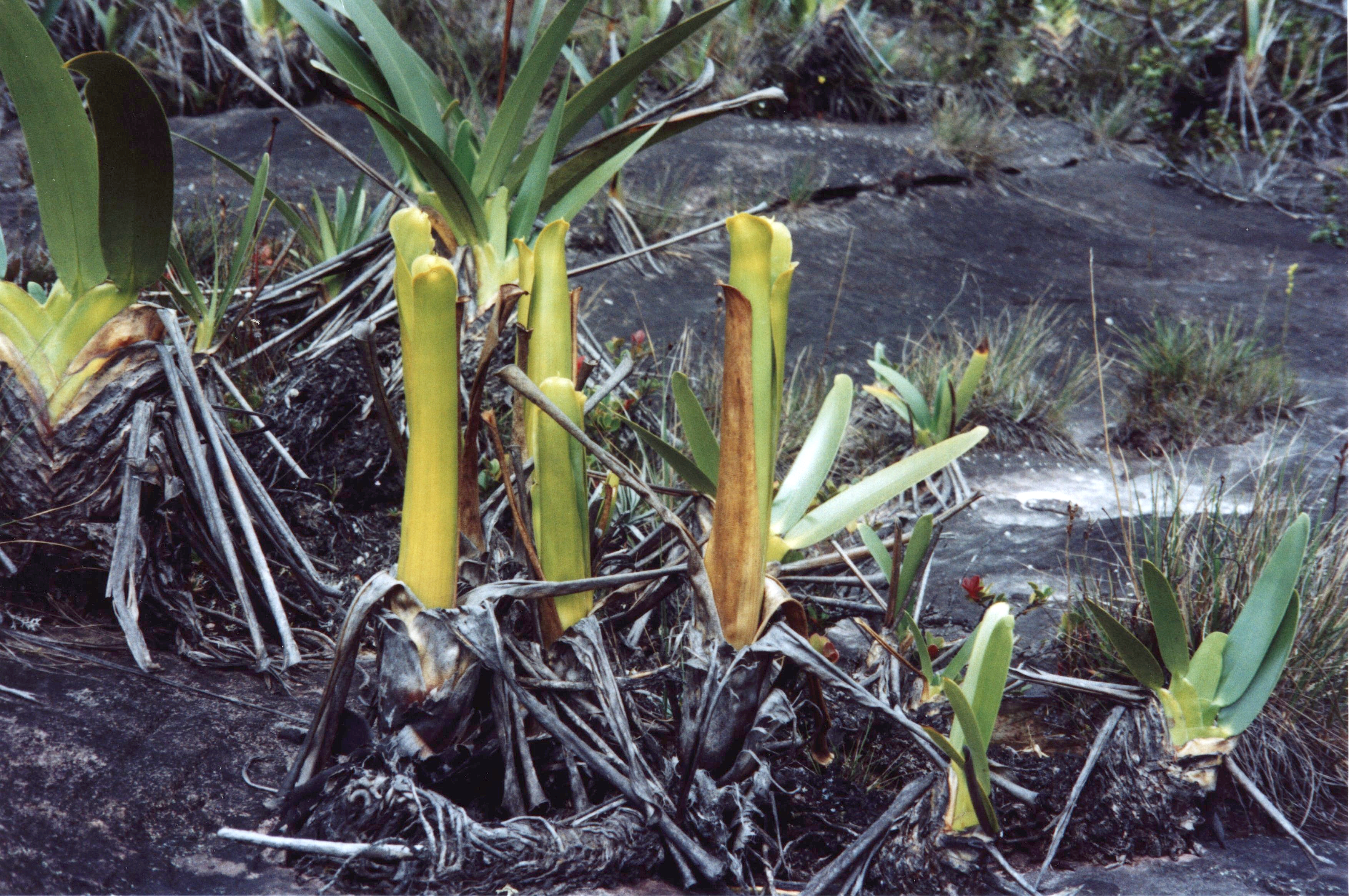 Brocchinia reducta