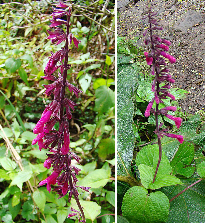 Salvia carnea