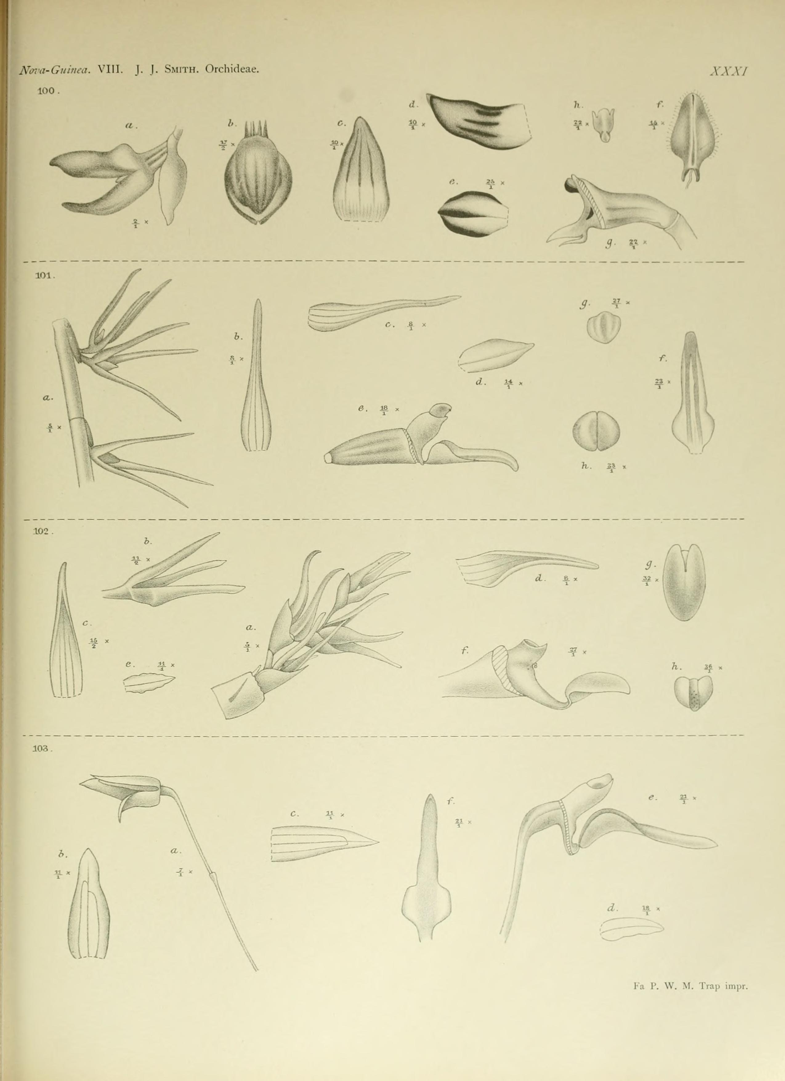 Bulbophyllum fractiflexum