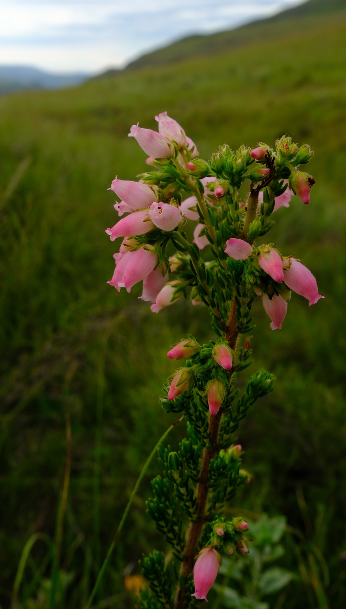 Erica oatesii