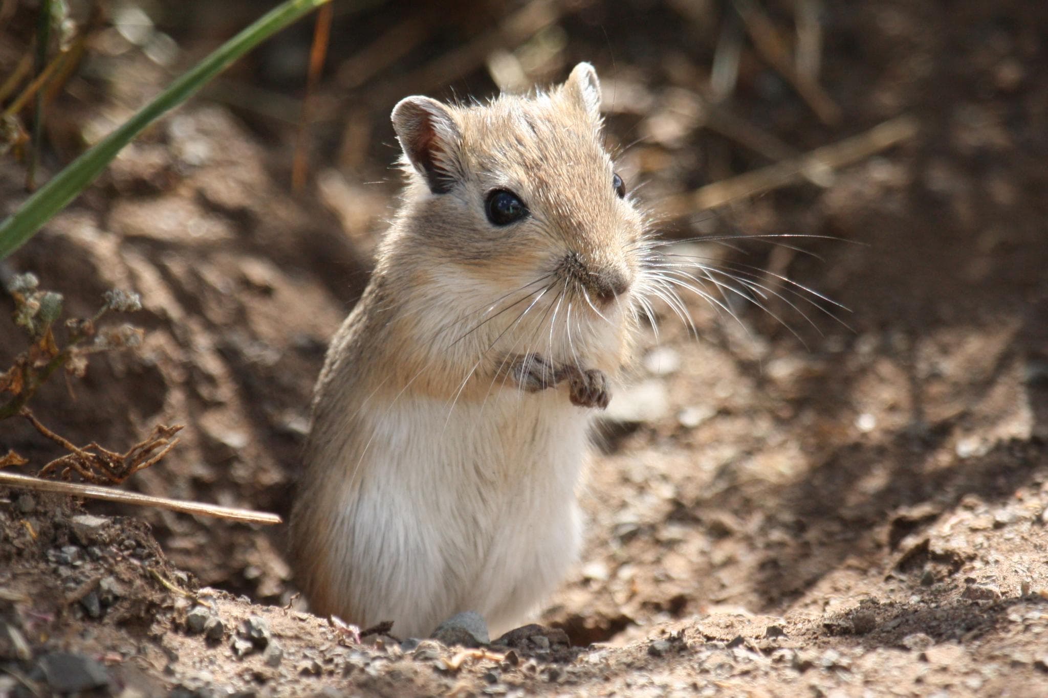 Gerbil mongolia