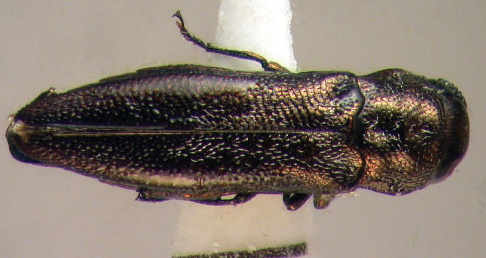 Agrilus ljubomirovi