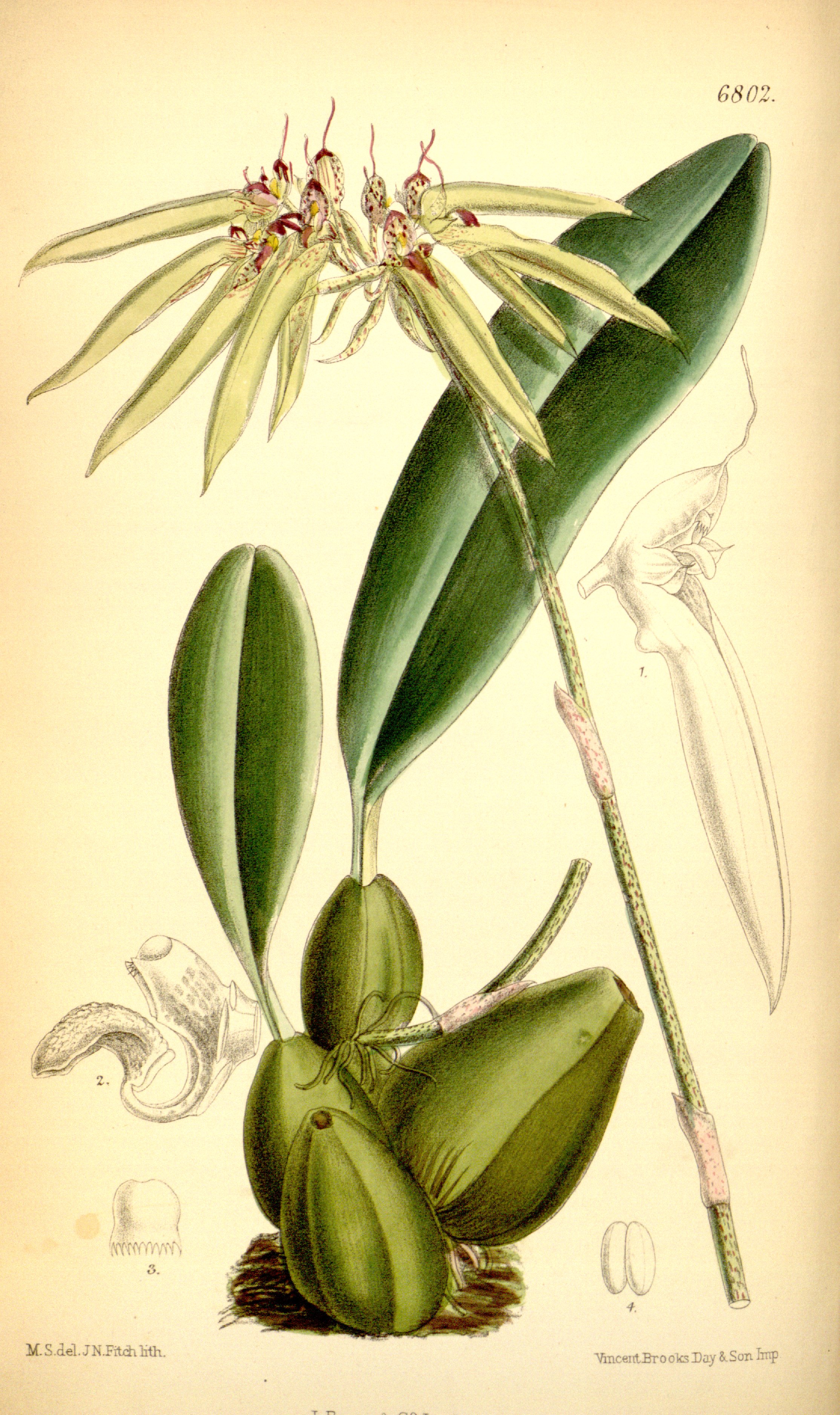 Bulbophyllum nocturnum