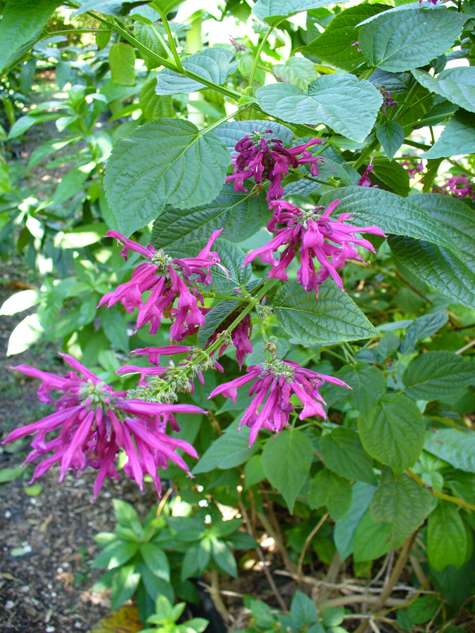 Salvia purpurea