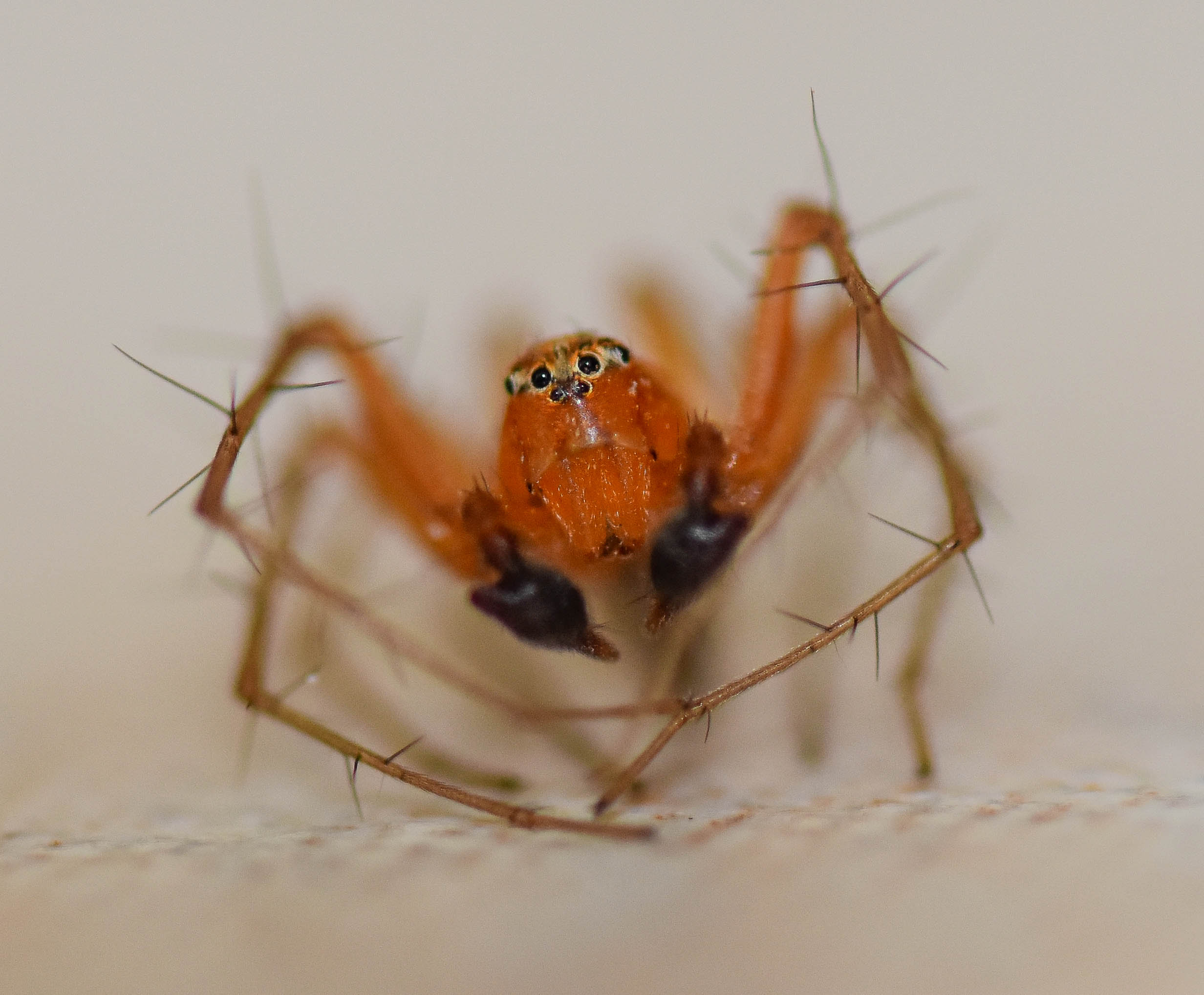 Oxyopes vogelsangeri