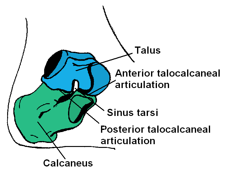 Tulang talus